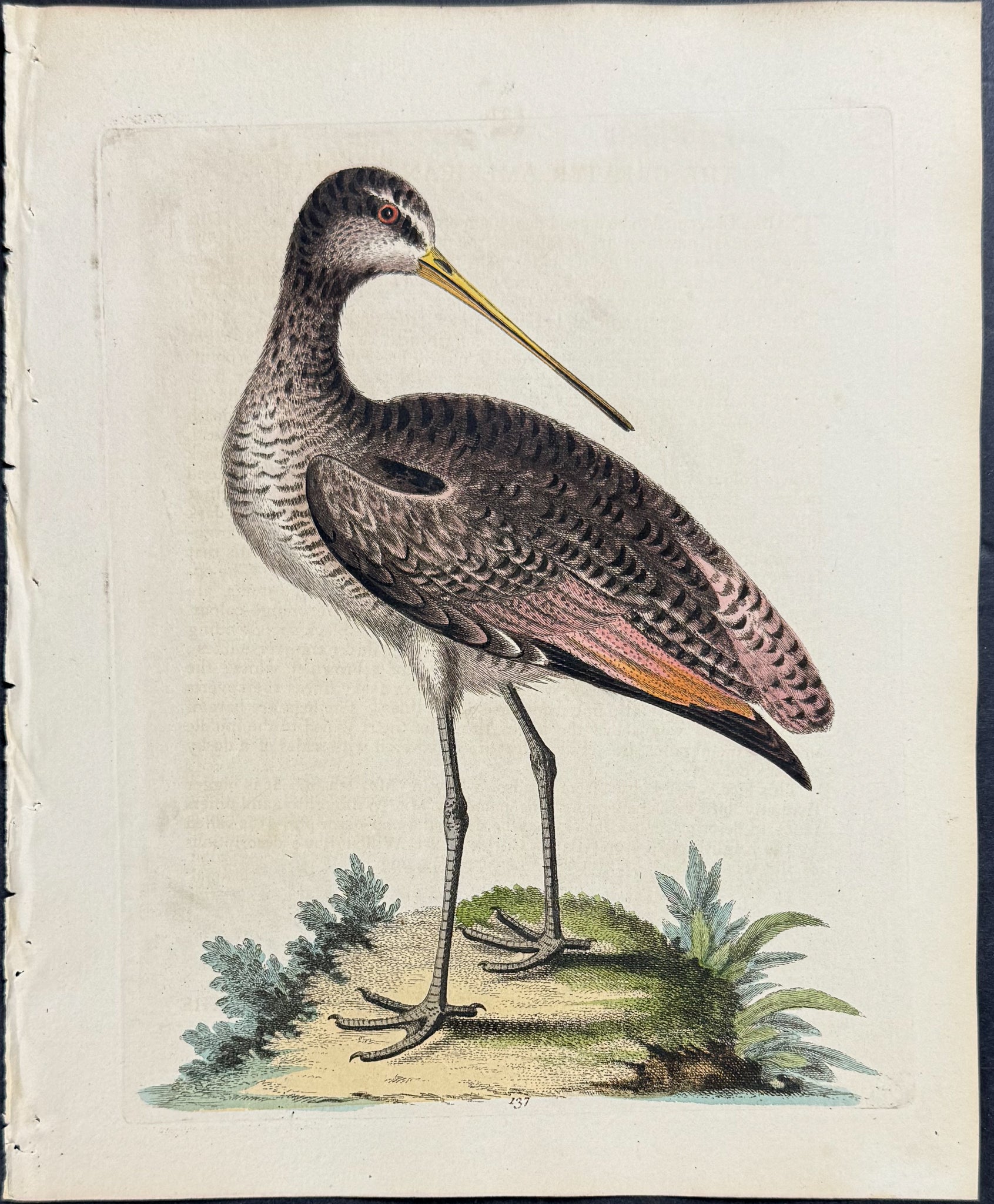 Greater American Godwit