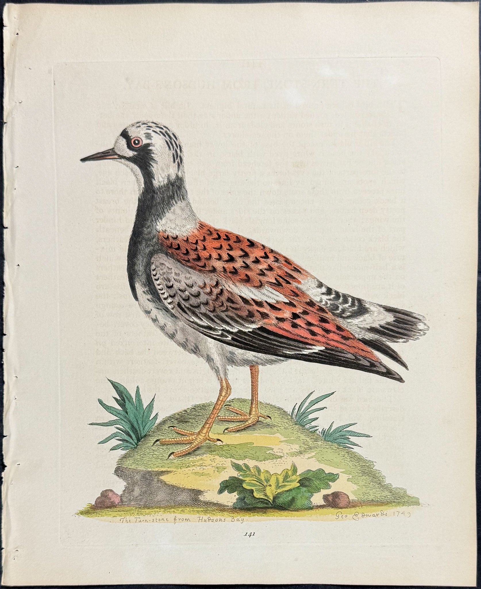 Turnstone
