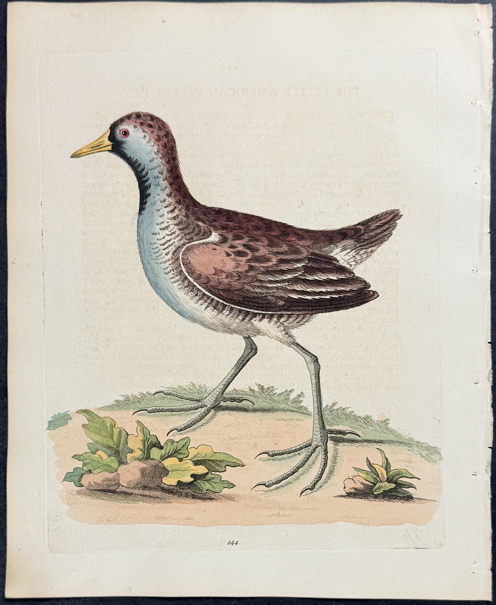 Little American Water Hen