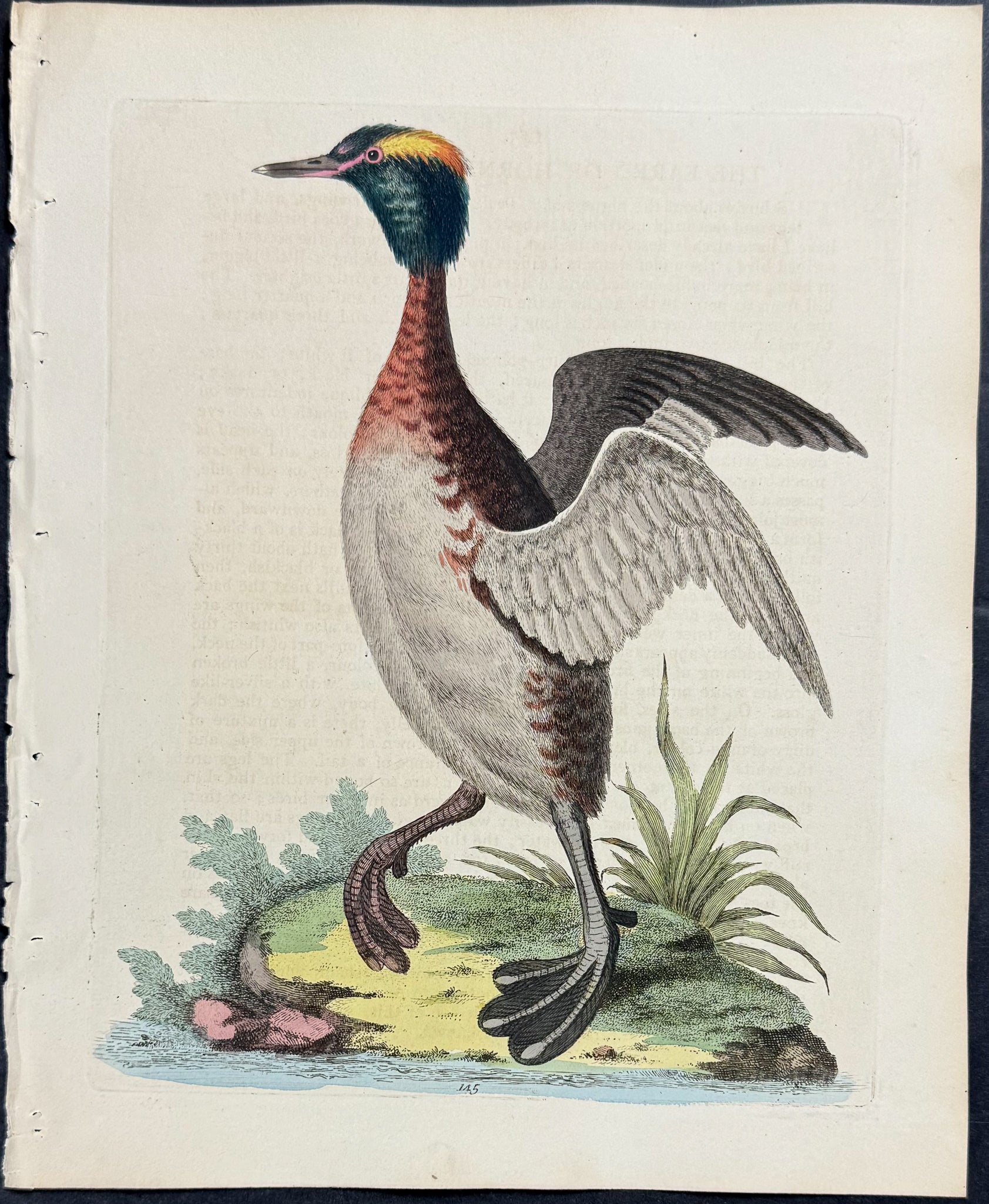 Eared or Horned Dobchick