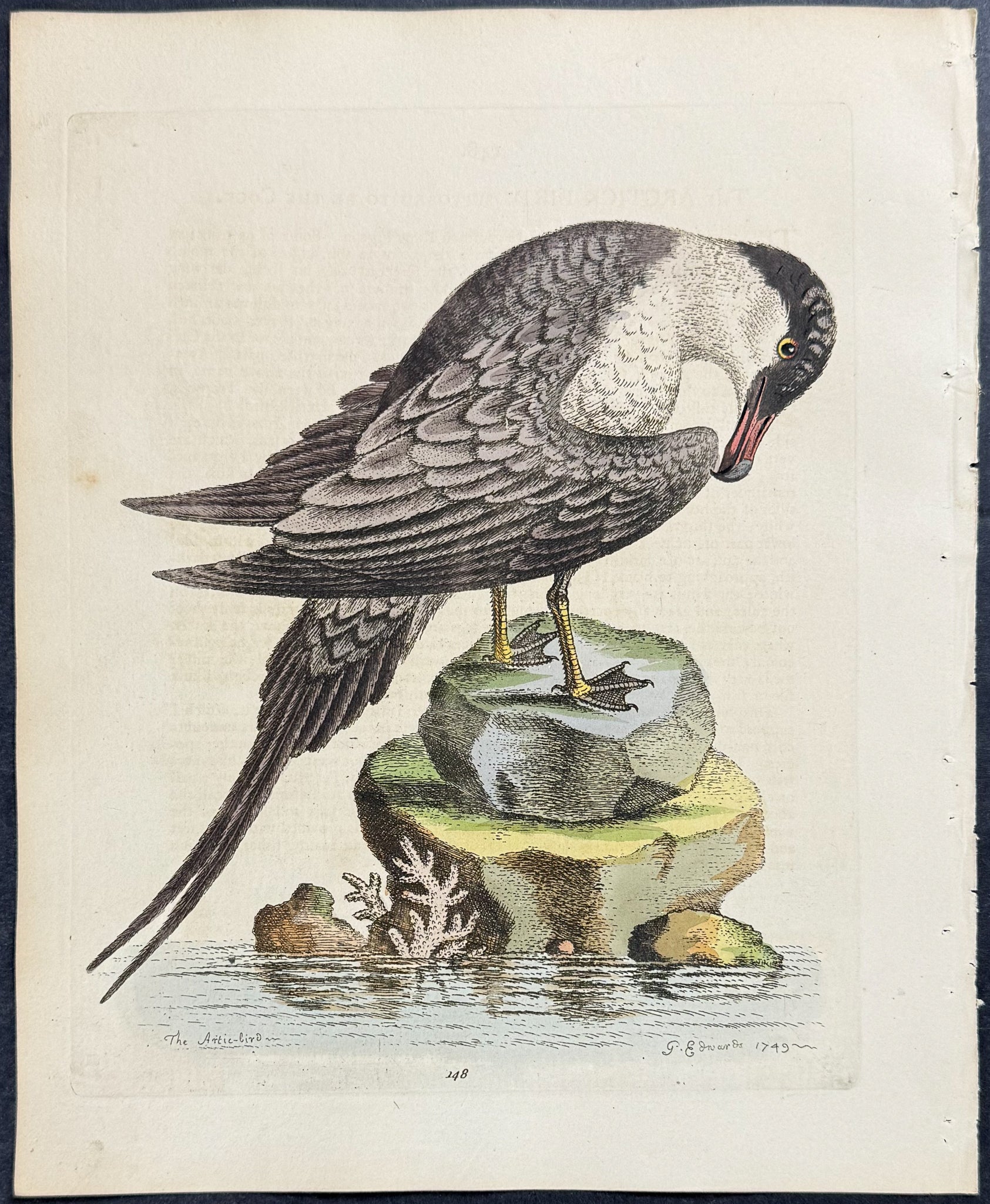 Arctic Bird