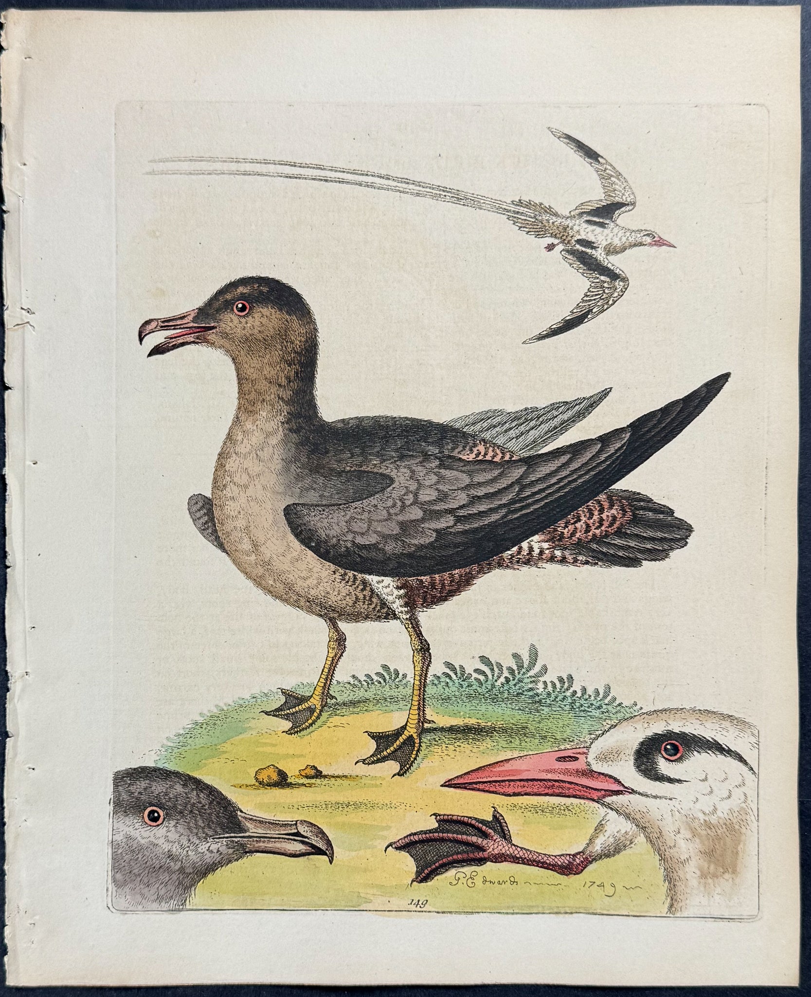Arctic Bird & Tropic Bird