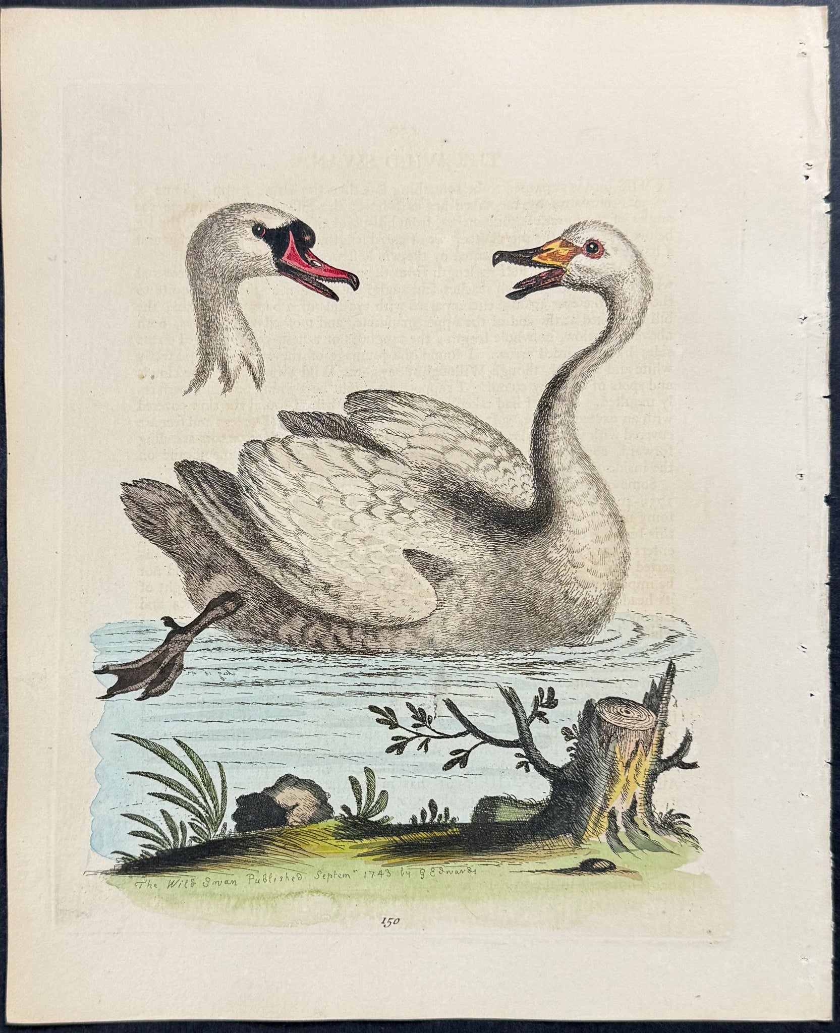 Wild Swan