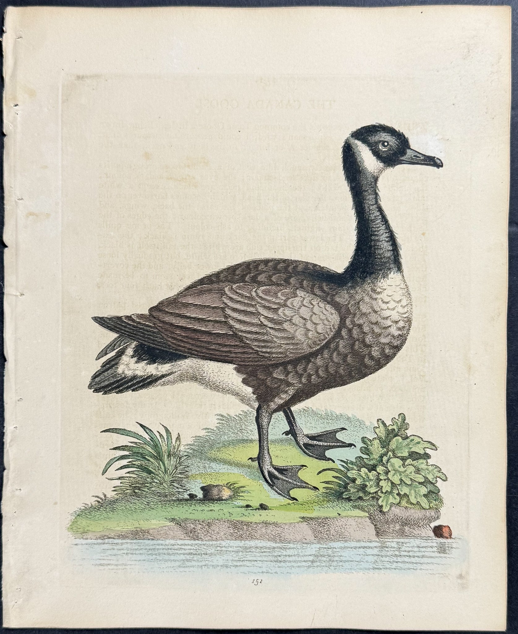 Canada Goose