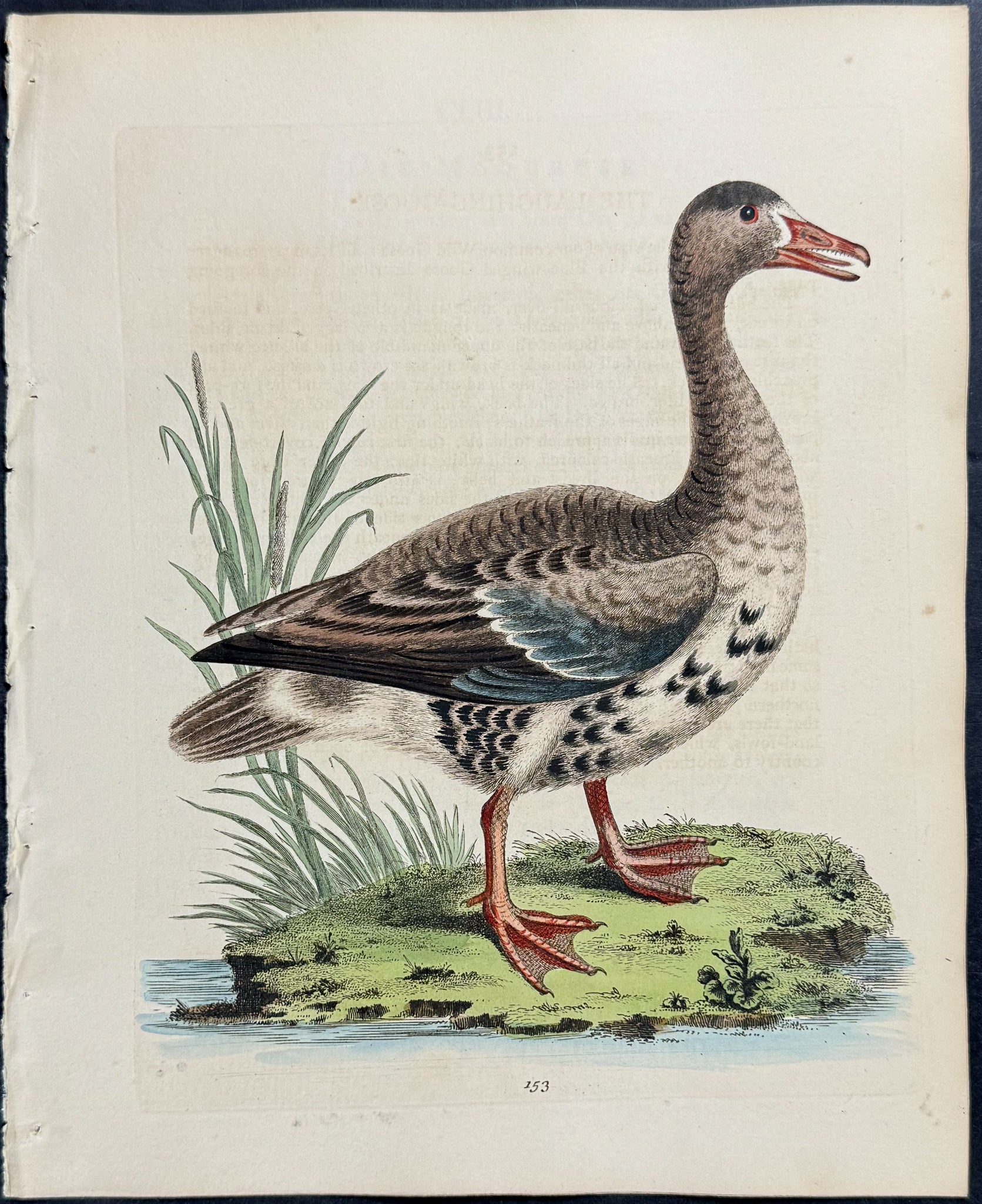Laughing Goose