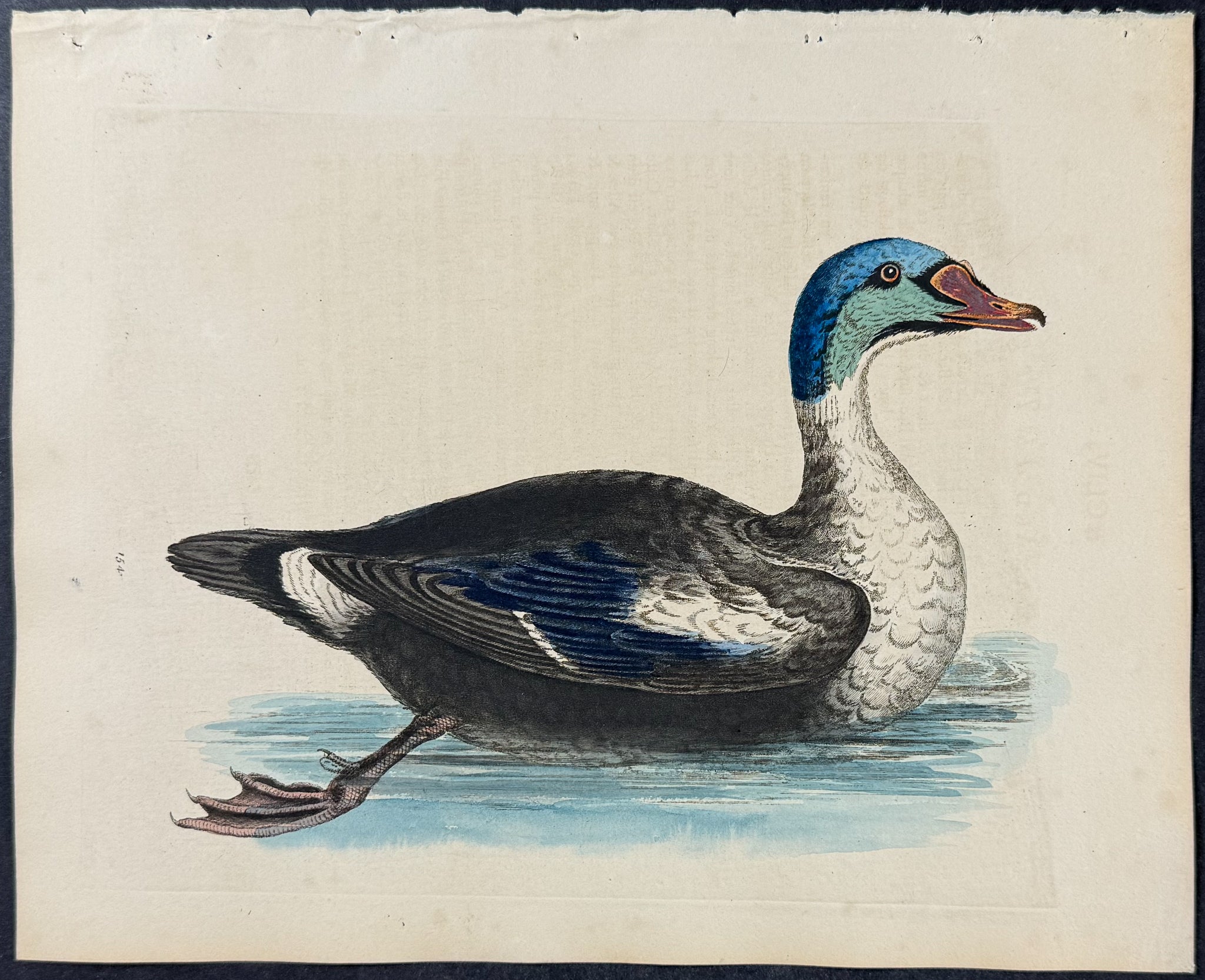 Grey-headed Duck