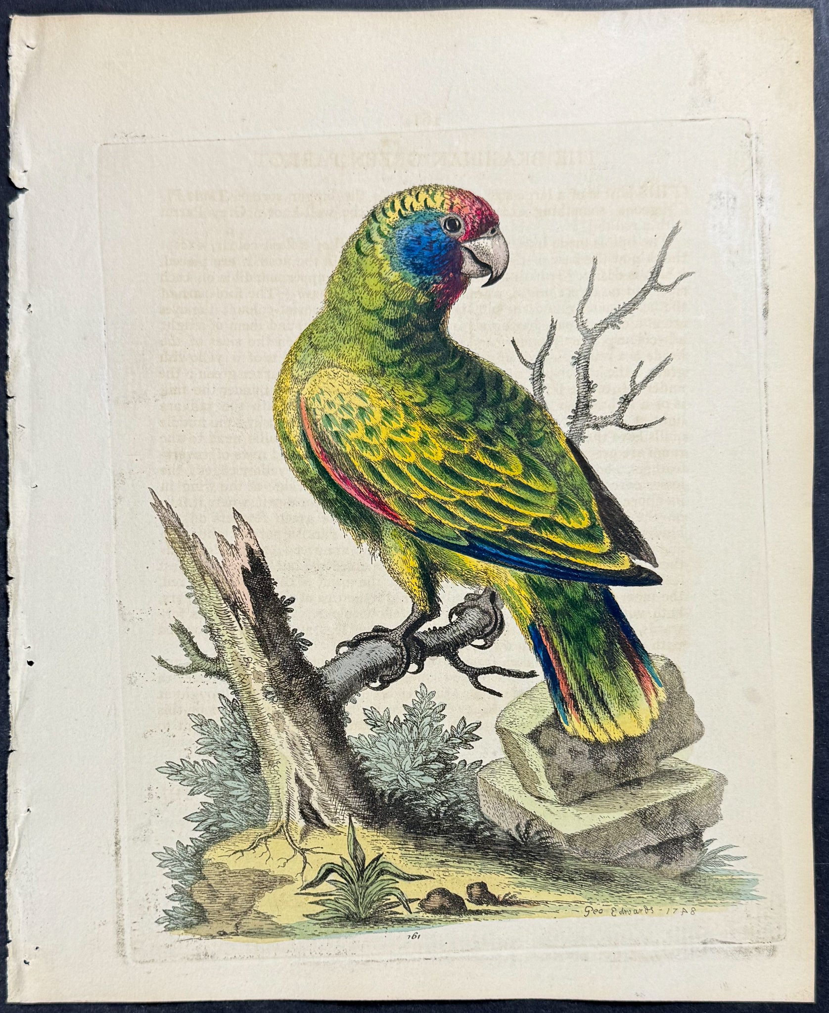 Brasilian Green Parrot
