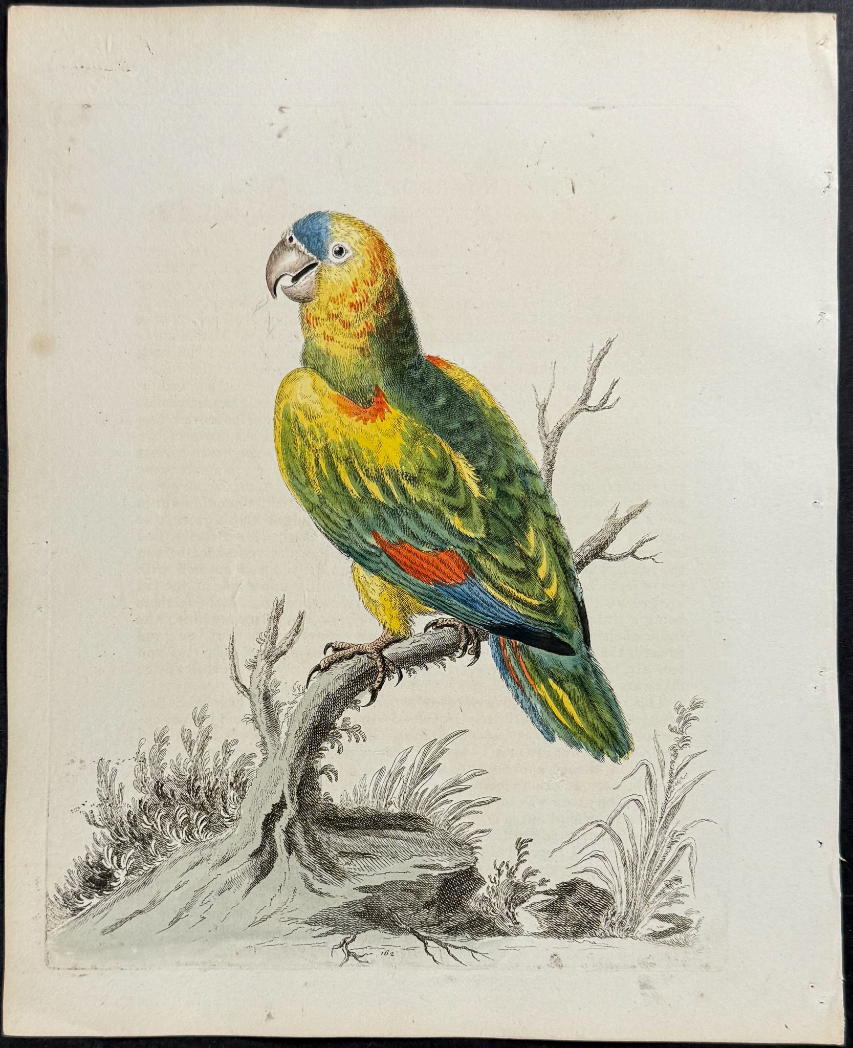 Great Green Parrot from the West Indies