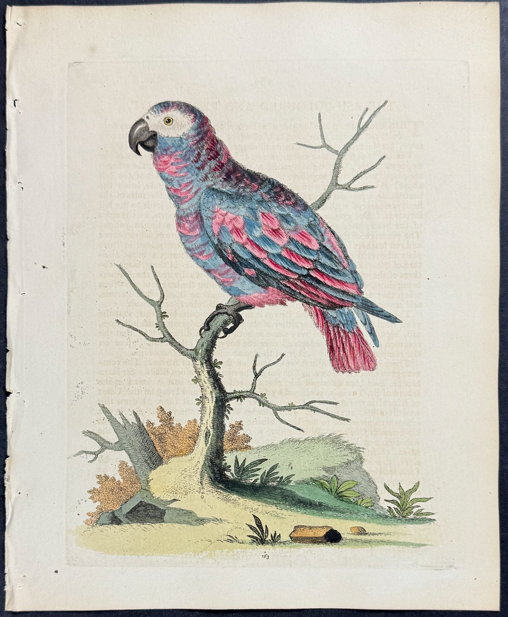 Ash-colour'd and Red Parrot