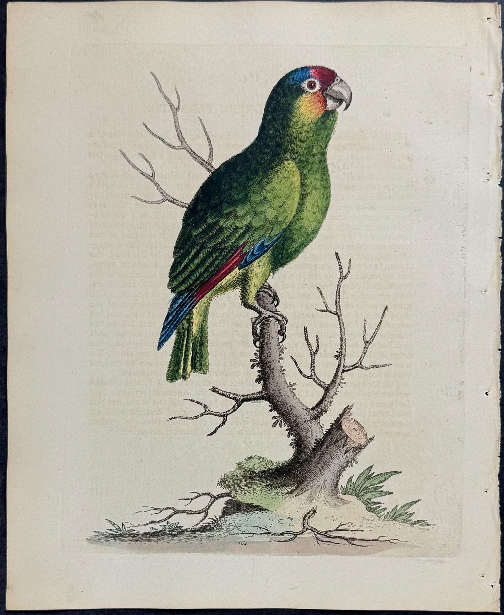 Lesser Green Parrot
