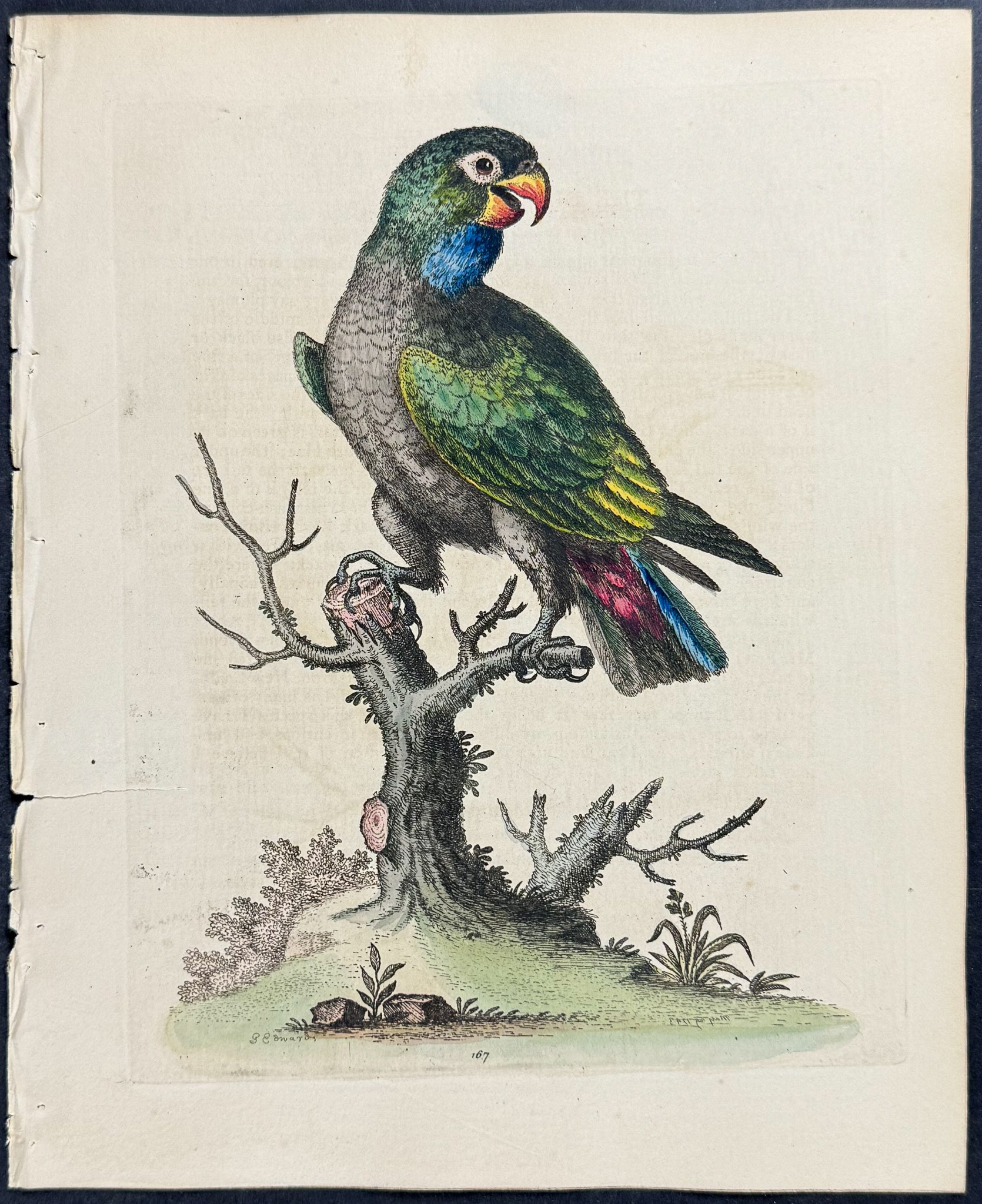 Dusky Parrot