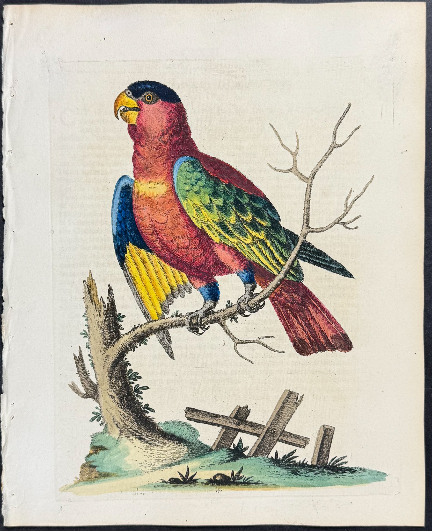 Second Black-capped Lory