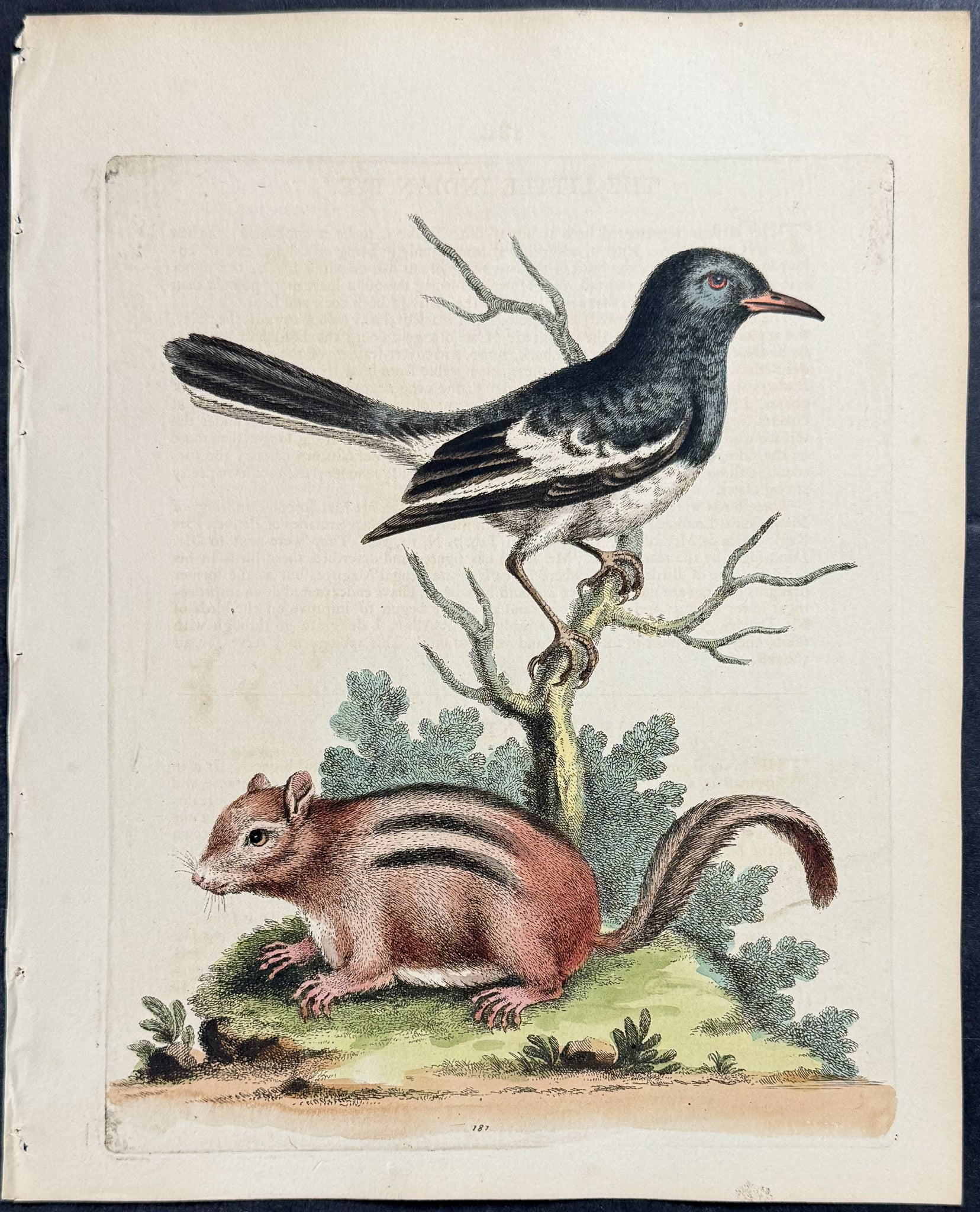 Little Indian Pye & Ground Squirrel