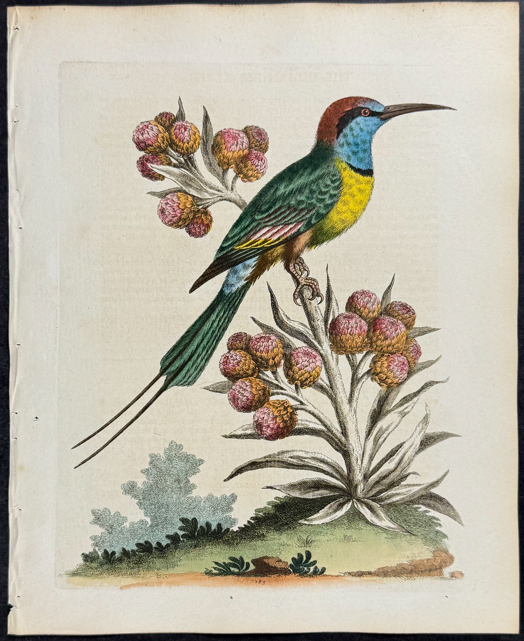 Indian Bee-Eater