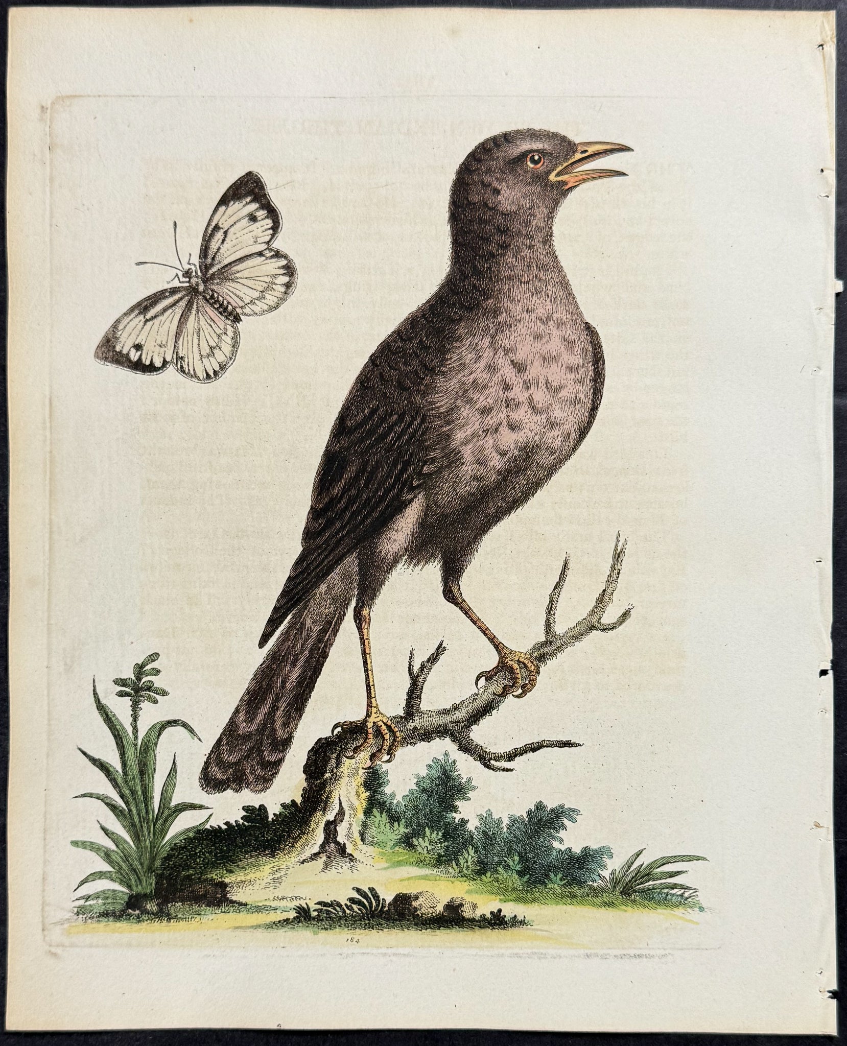 Brown Indian Thrush