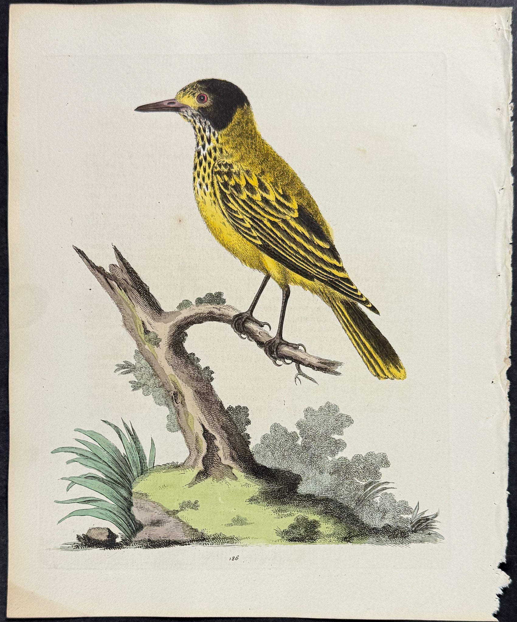Yellow Indian Starling