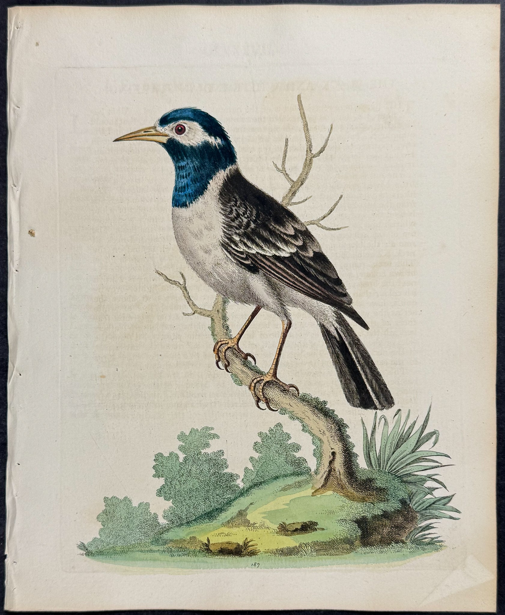 Black & White Indian Starling