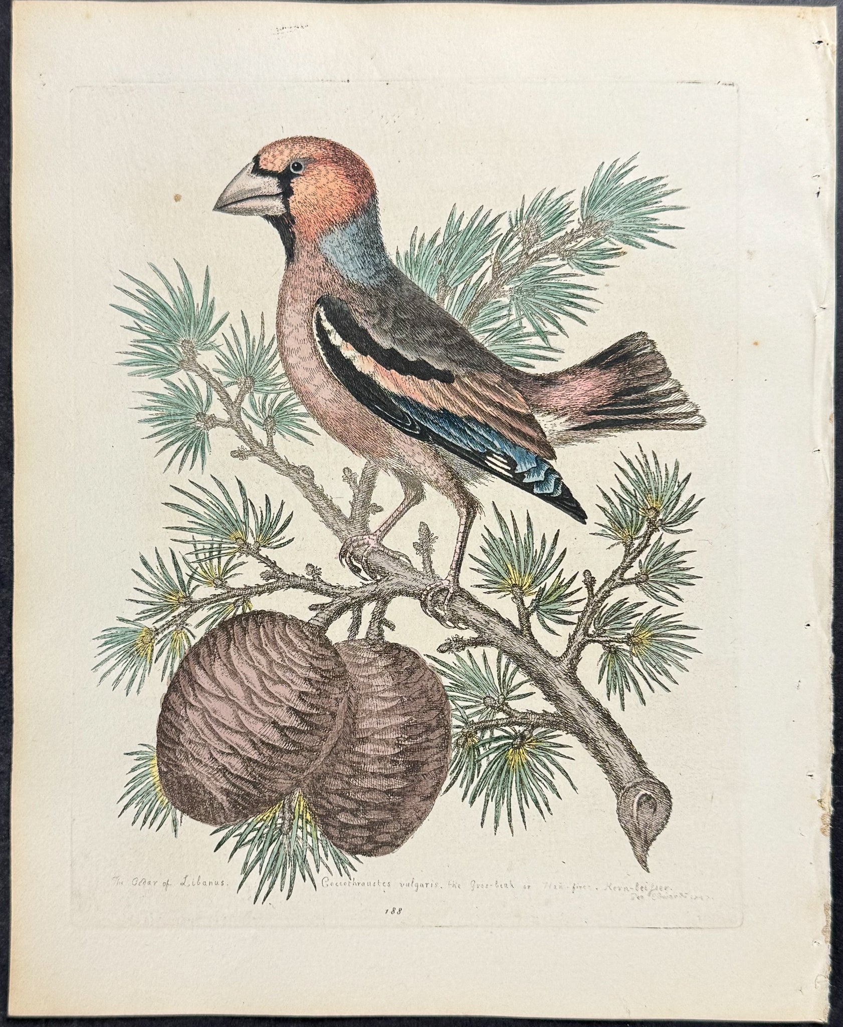 Grosbeak or Hawfinch