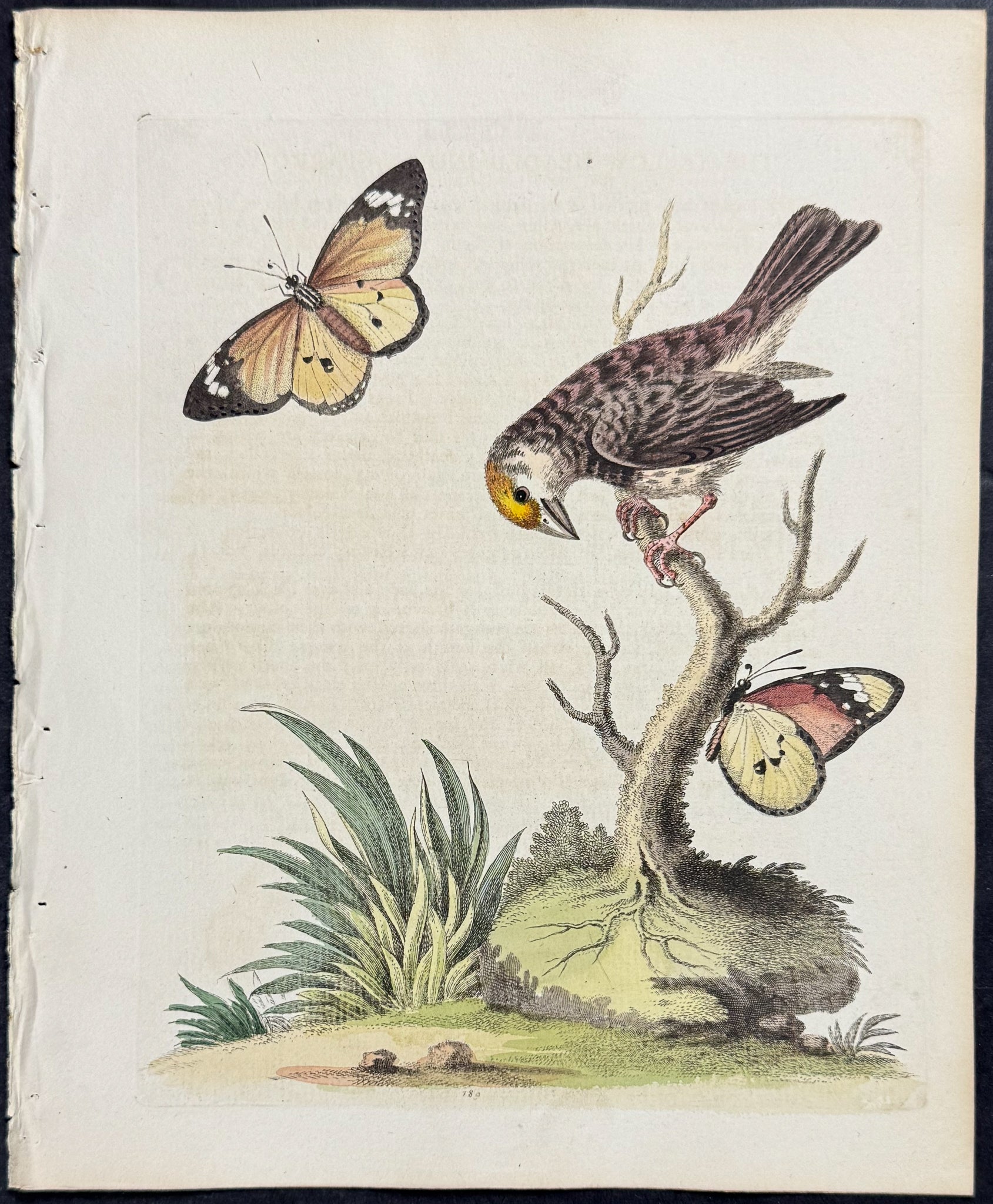 Yellow-headed Indian Sparrow