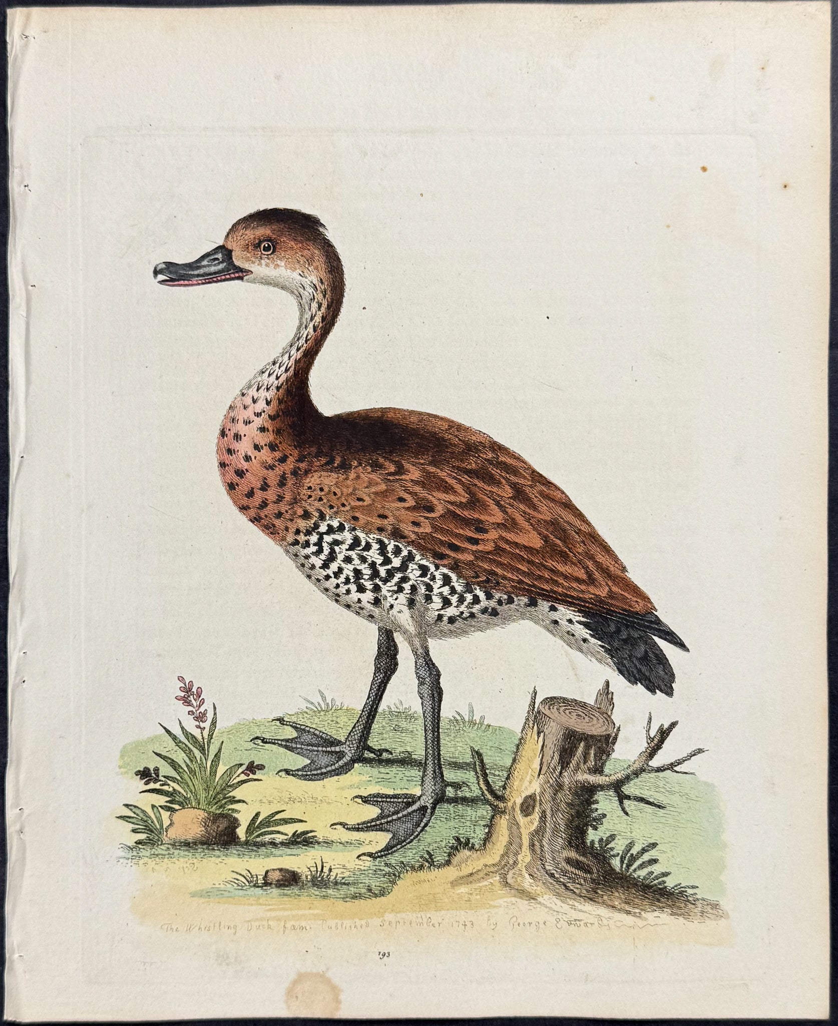 Black-billed Whistling Duck