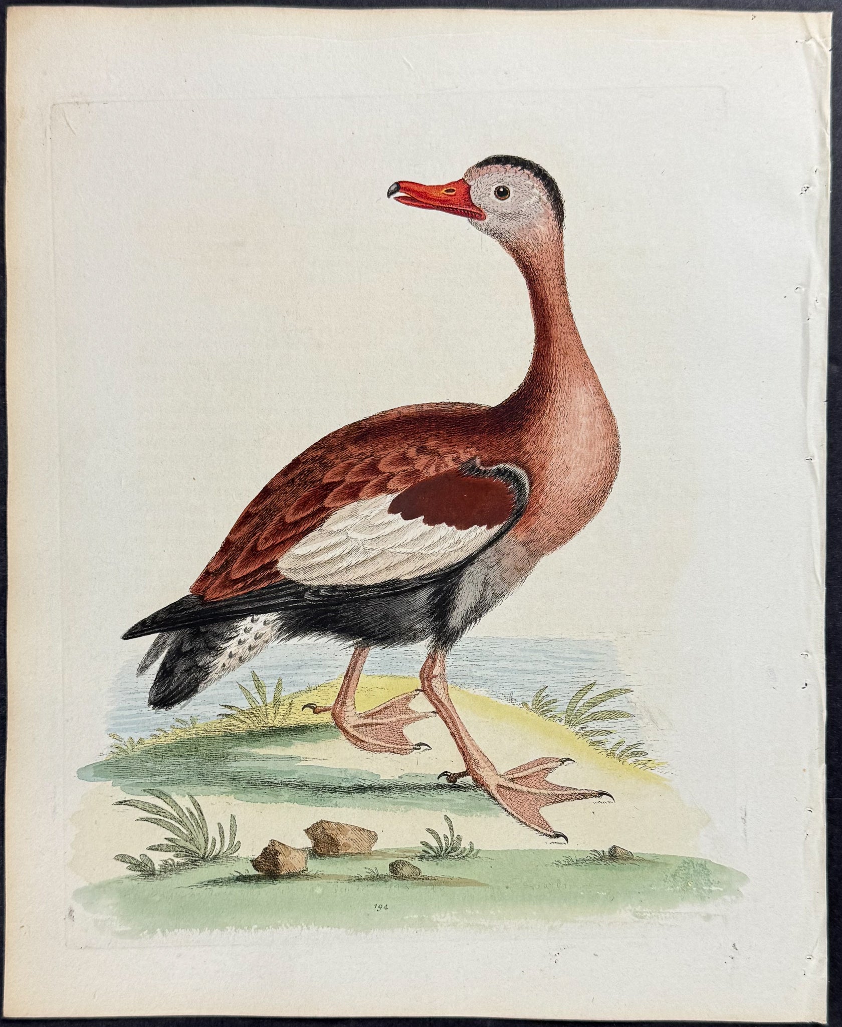 Red-billed Whistling Duck