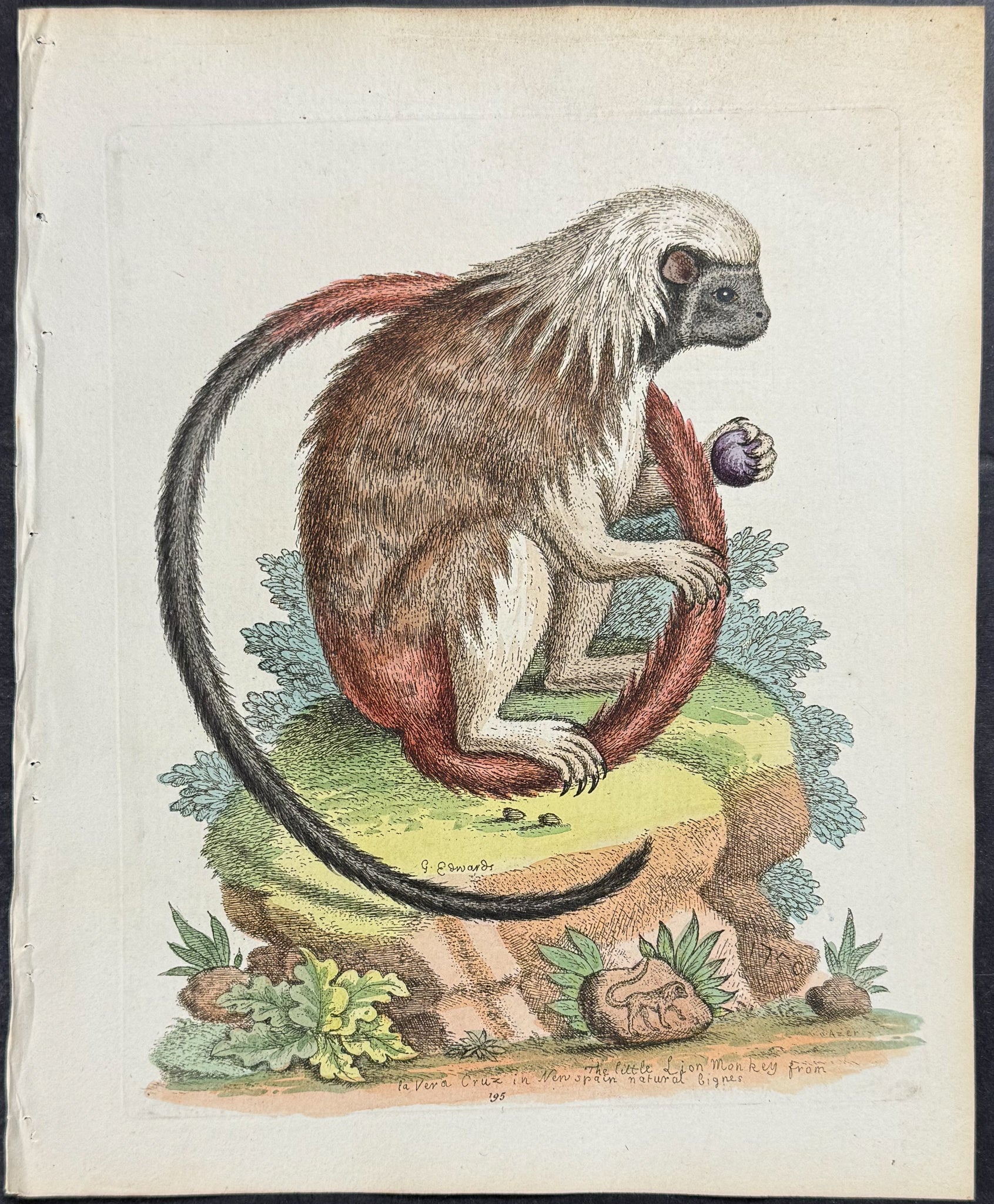 Little Lion-Monkey