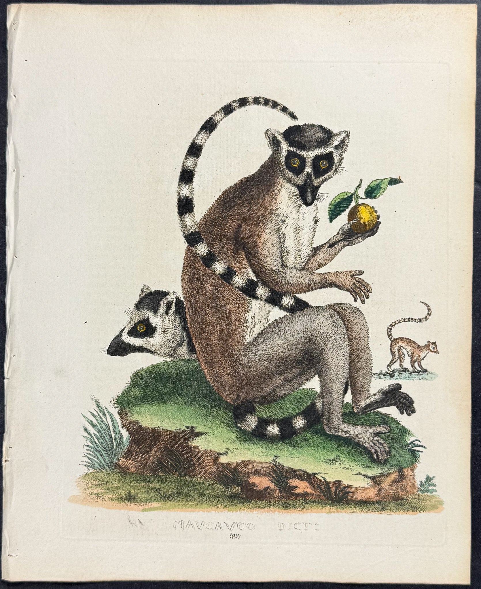Lemur or Maucauco