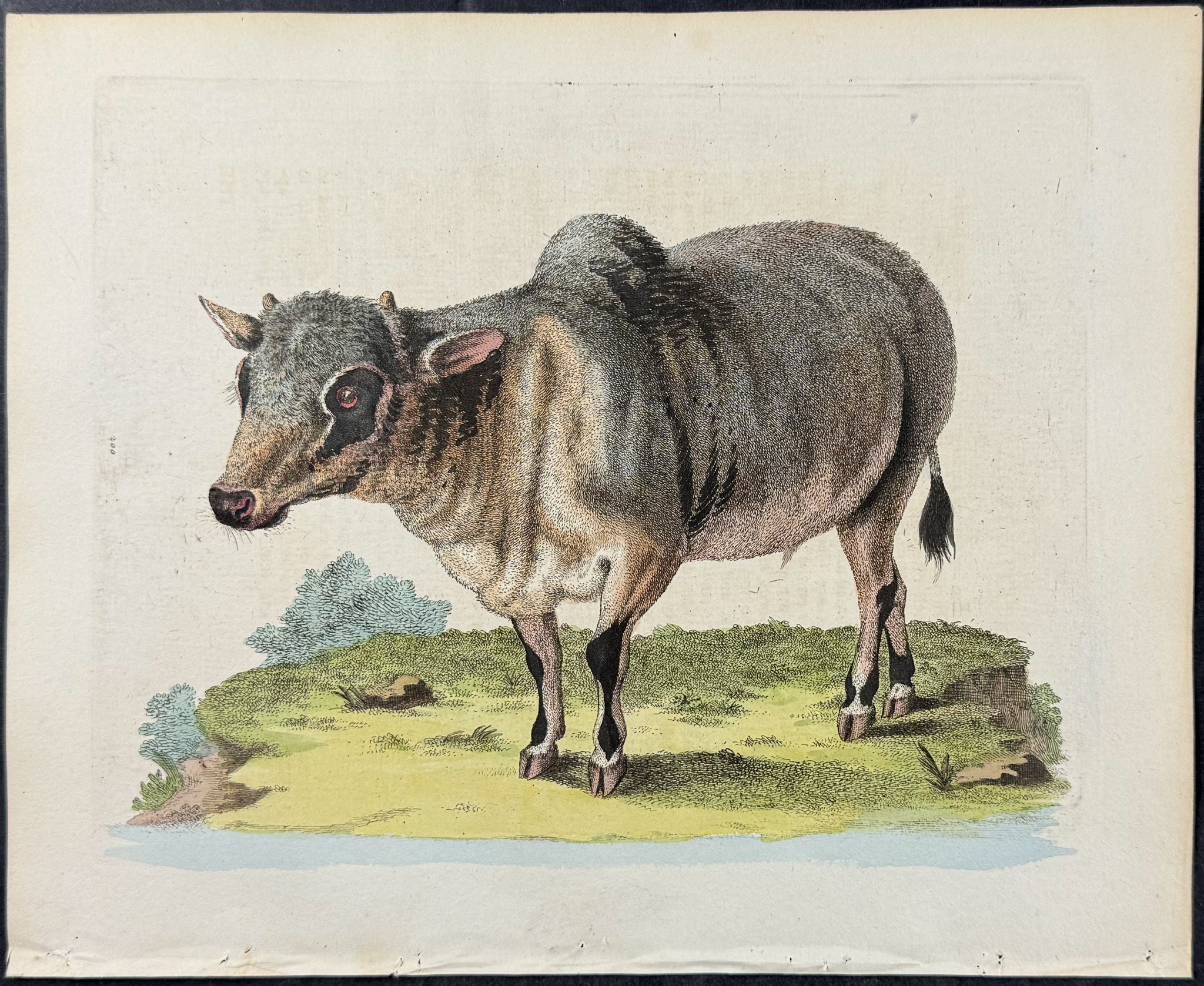 Little Indian Buffalo