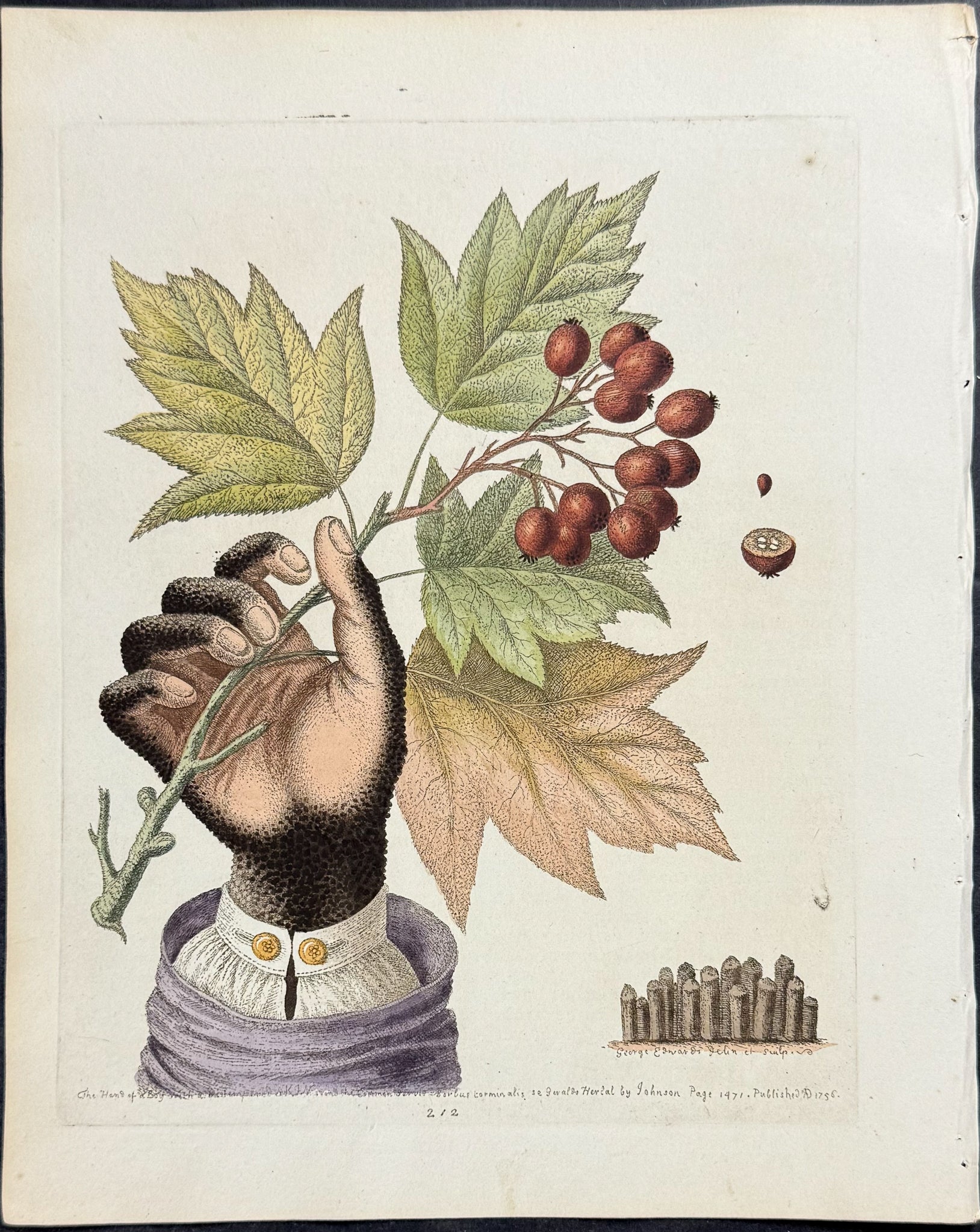 Hand of a Boy with a Distempered Skin and a Branch of the Common Service-Tree