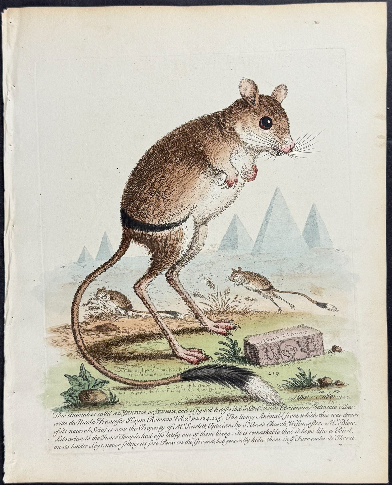 Jerboa (Gerbua) with Egyptian Pyramids