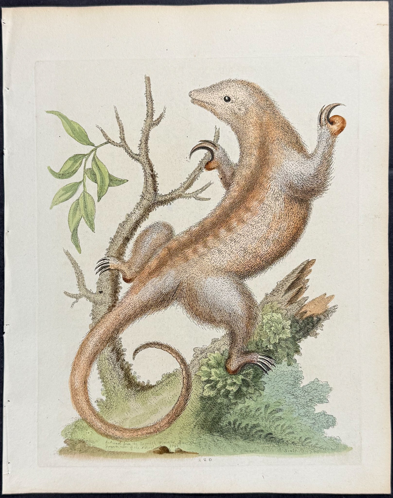 Little Ant-Eater