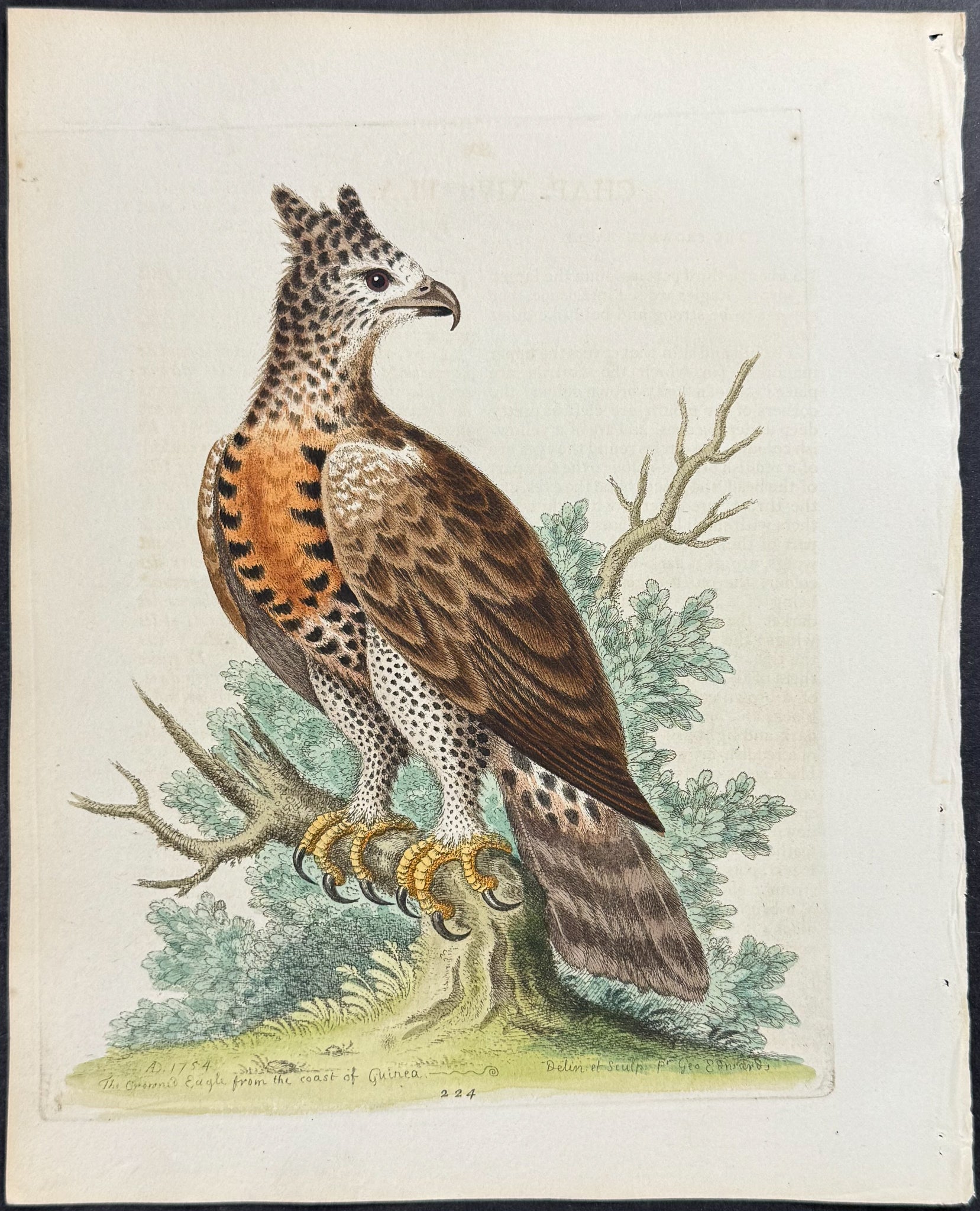 Crowned Eagle