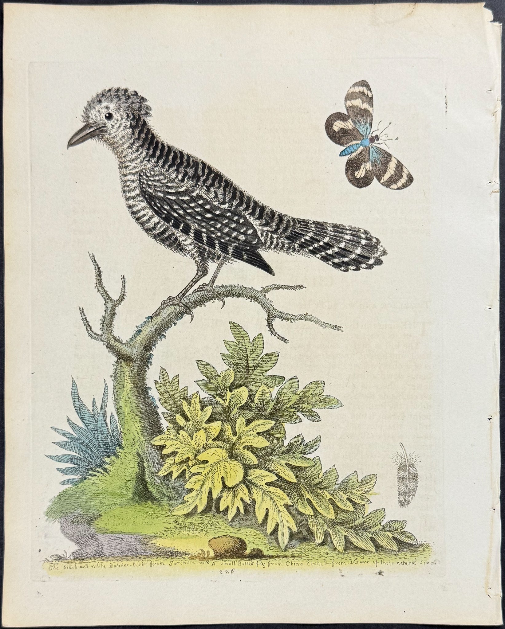 Black and White Butcher-Bird