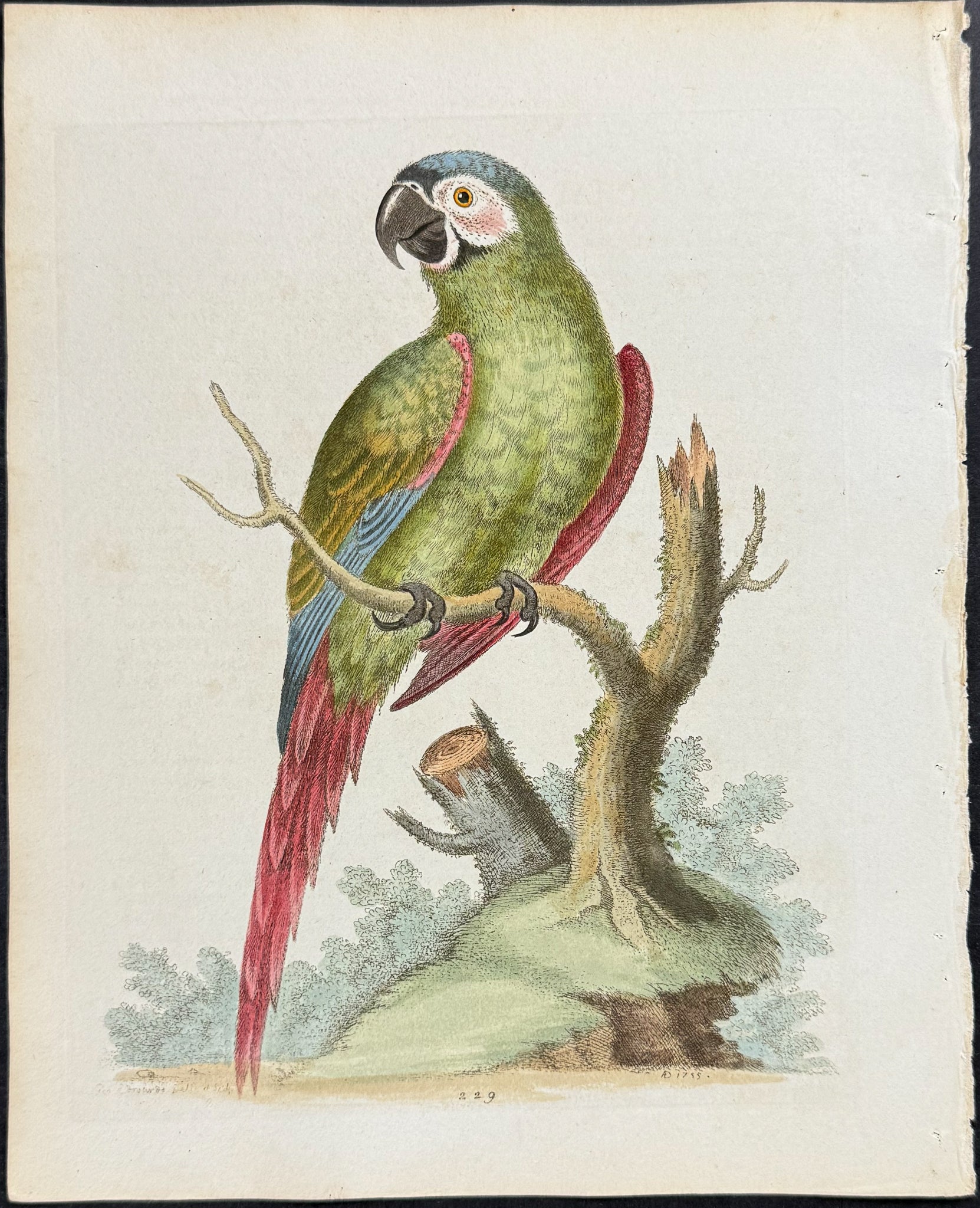 Brasilian Green Macaw
