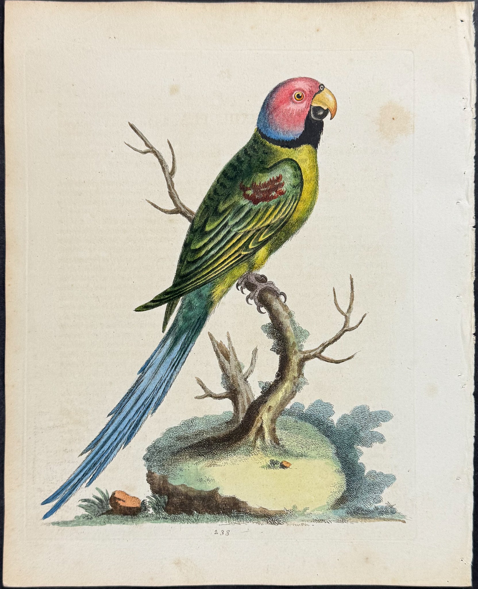 Rose-headed Ring Parrakeet