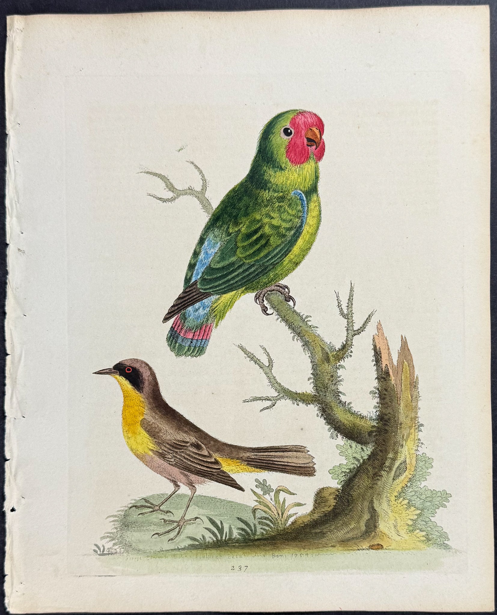 Parrakeet & Maryland Yellow-throat