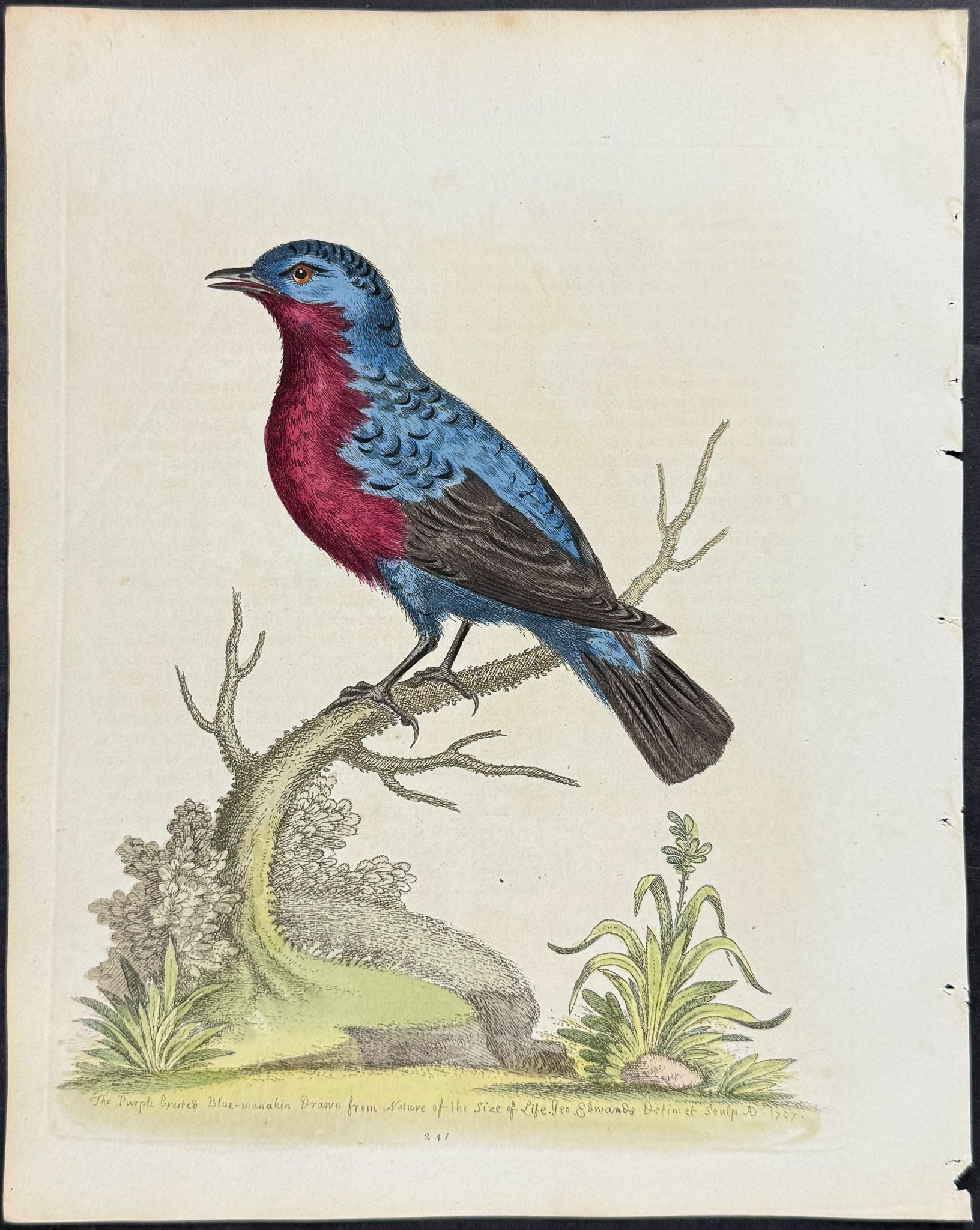 Purple-breasted Blue Manakin