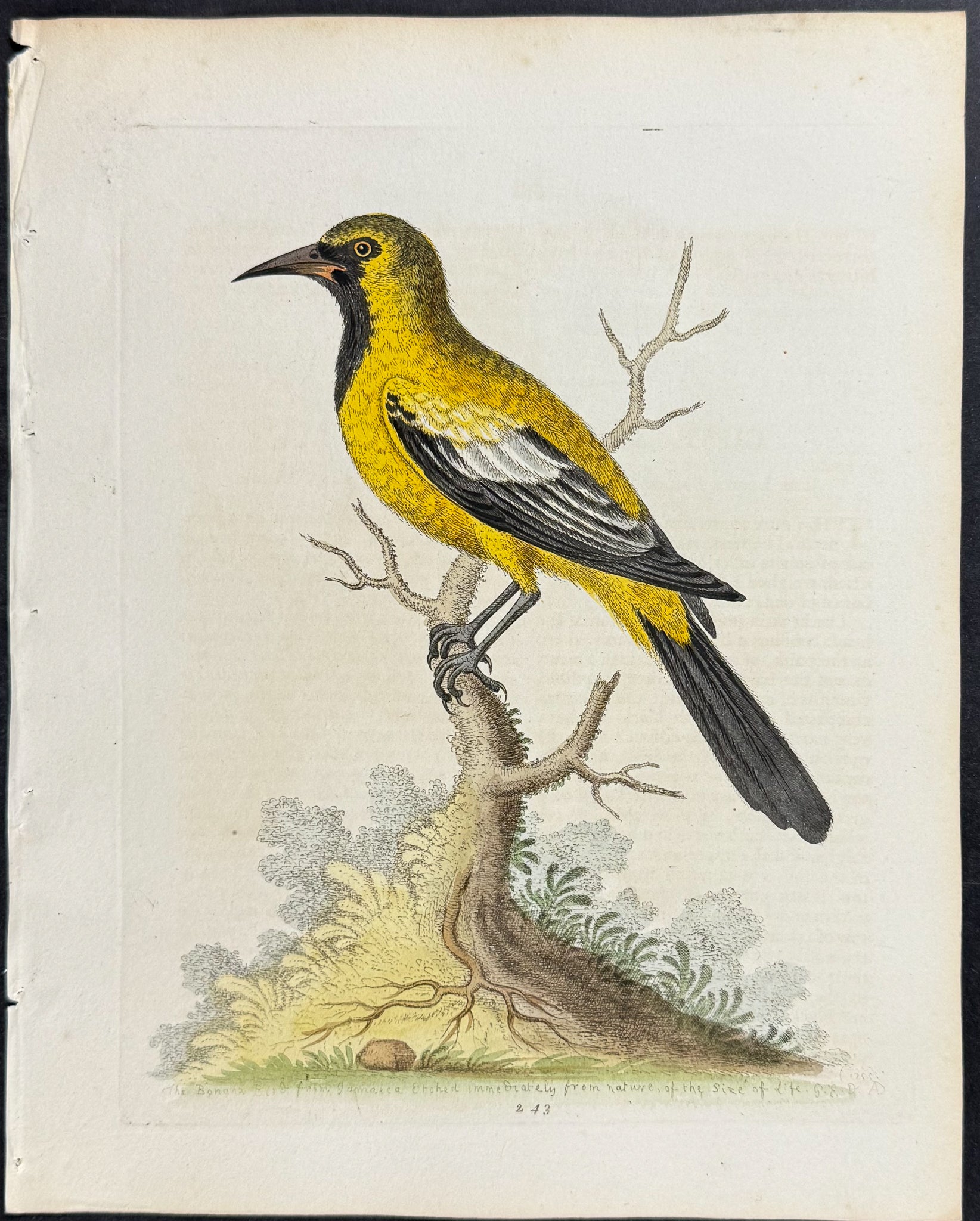 Lesser Banana Bird