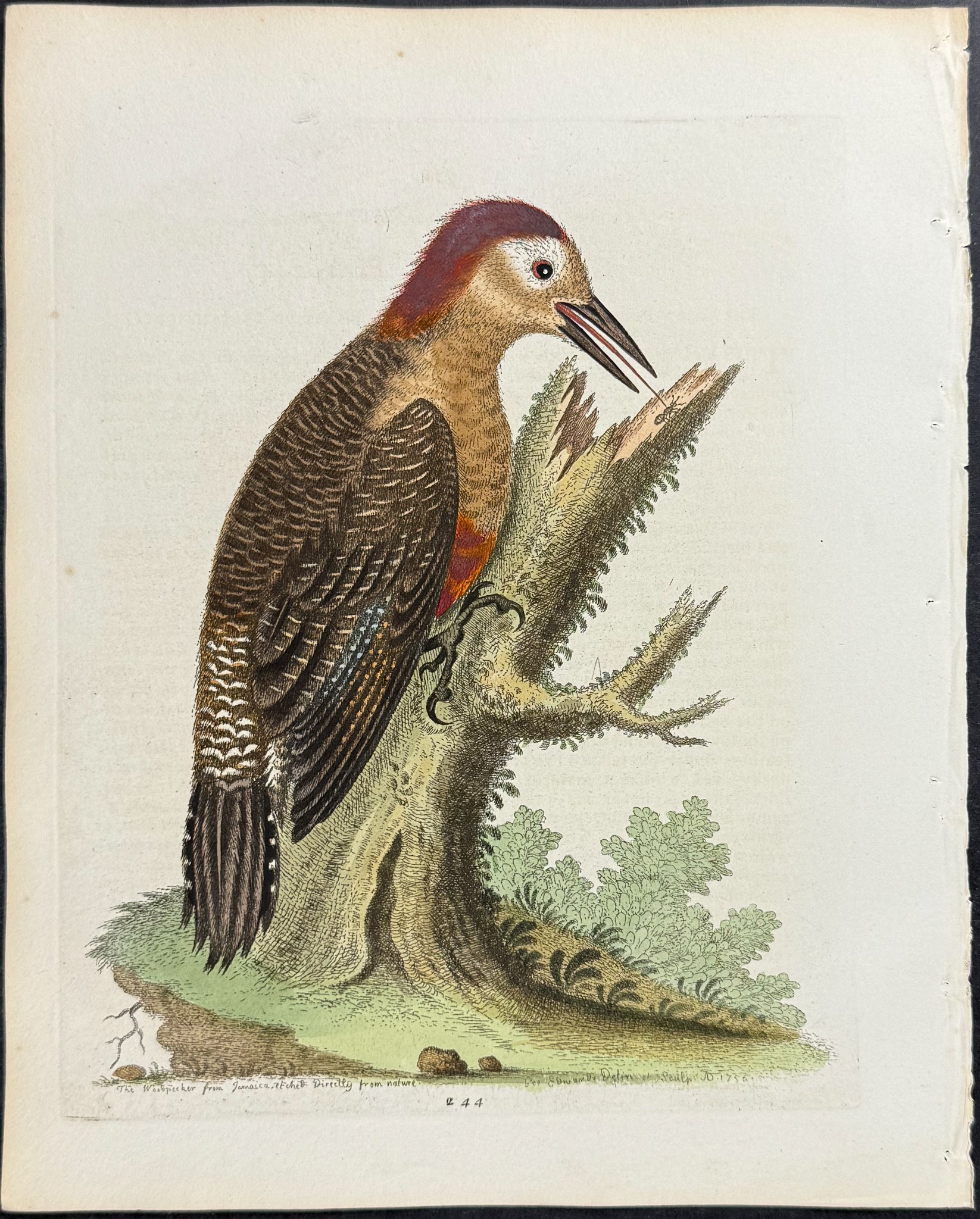 Woodpecker of Jamaica