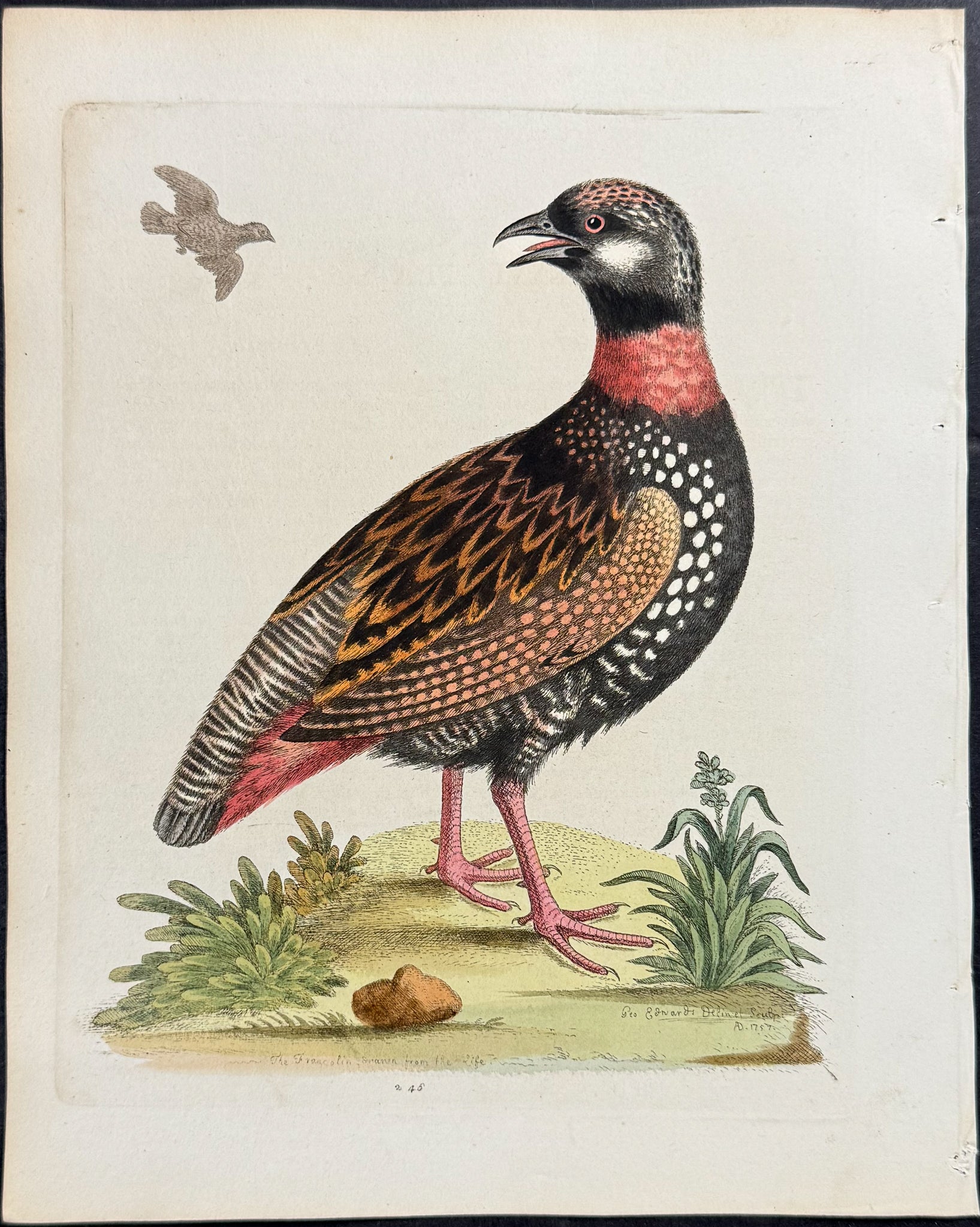 Francolin