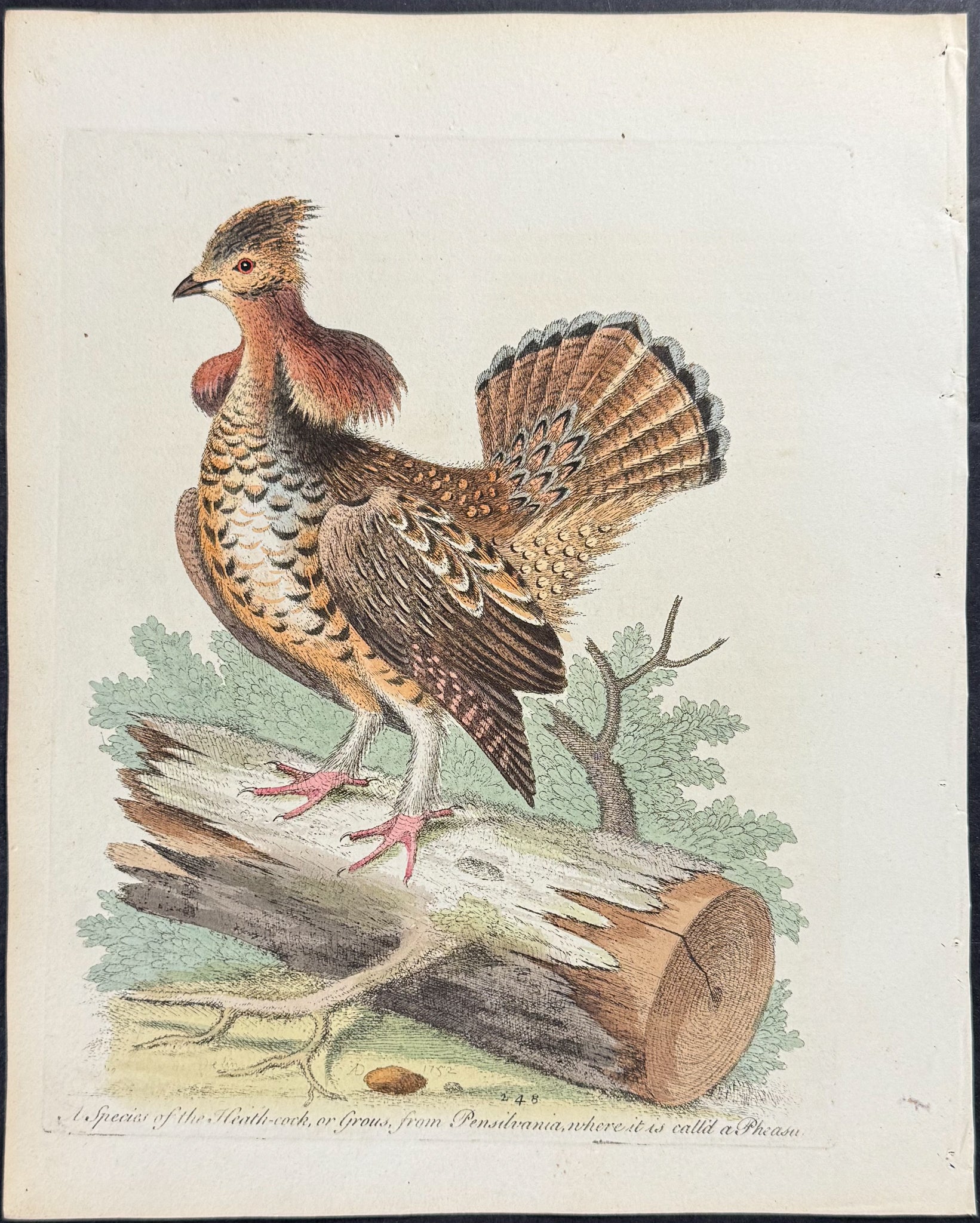 Ruffed Heath-cock or Grous