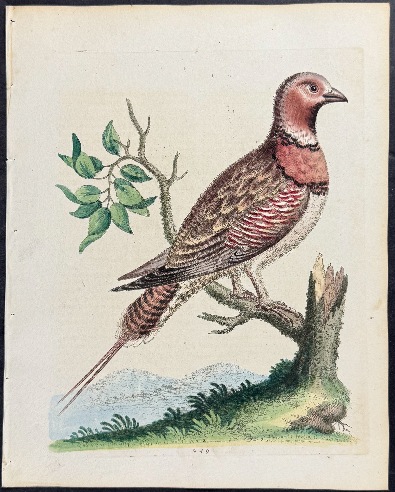 Little Pin-tailed Grous
