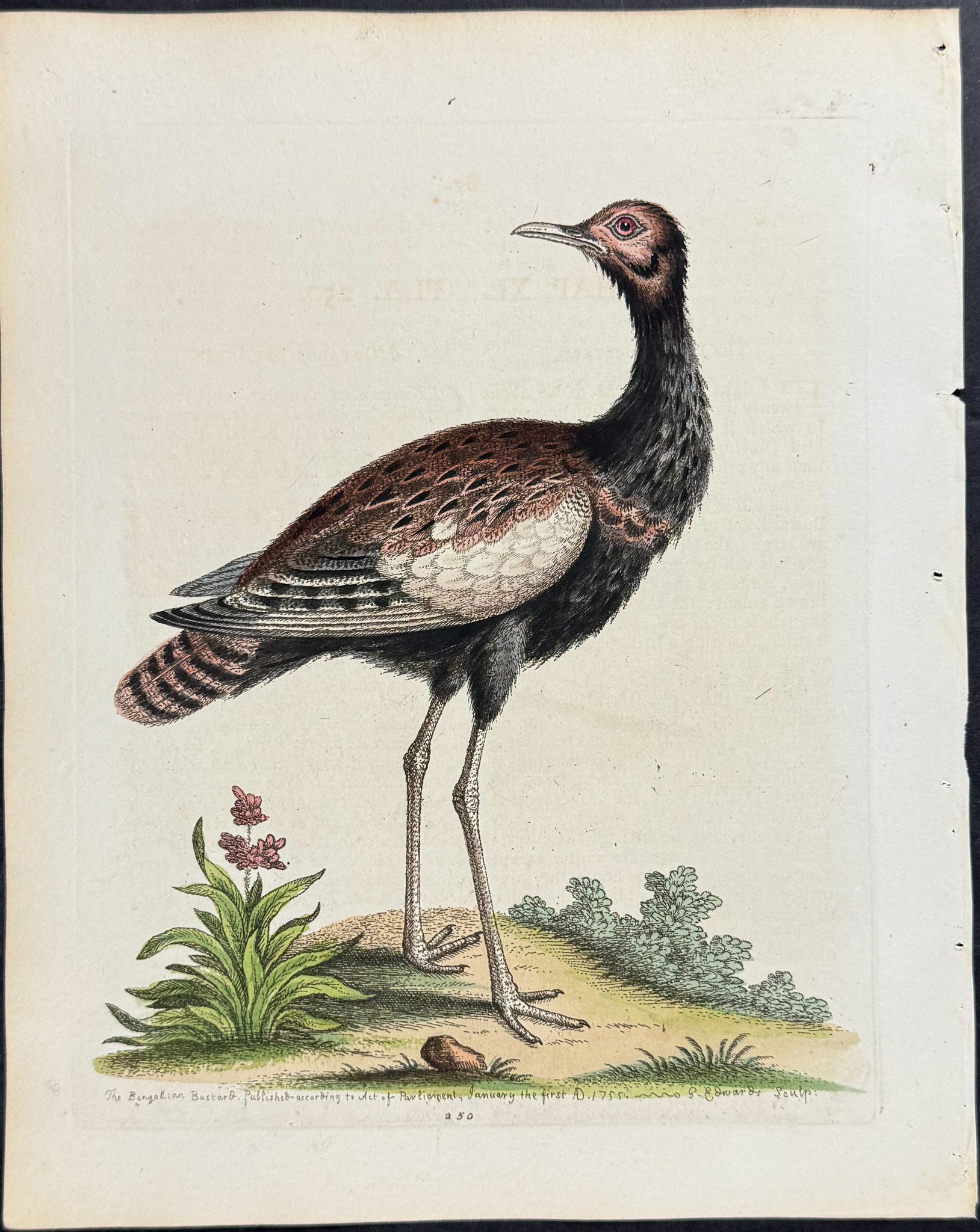 Indian Bustard