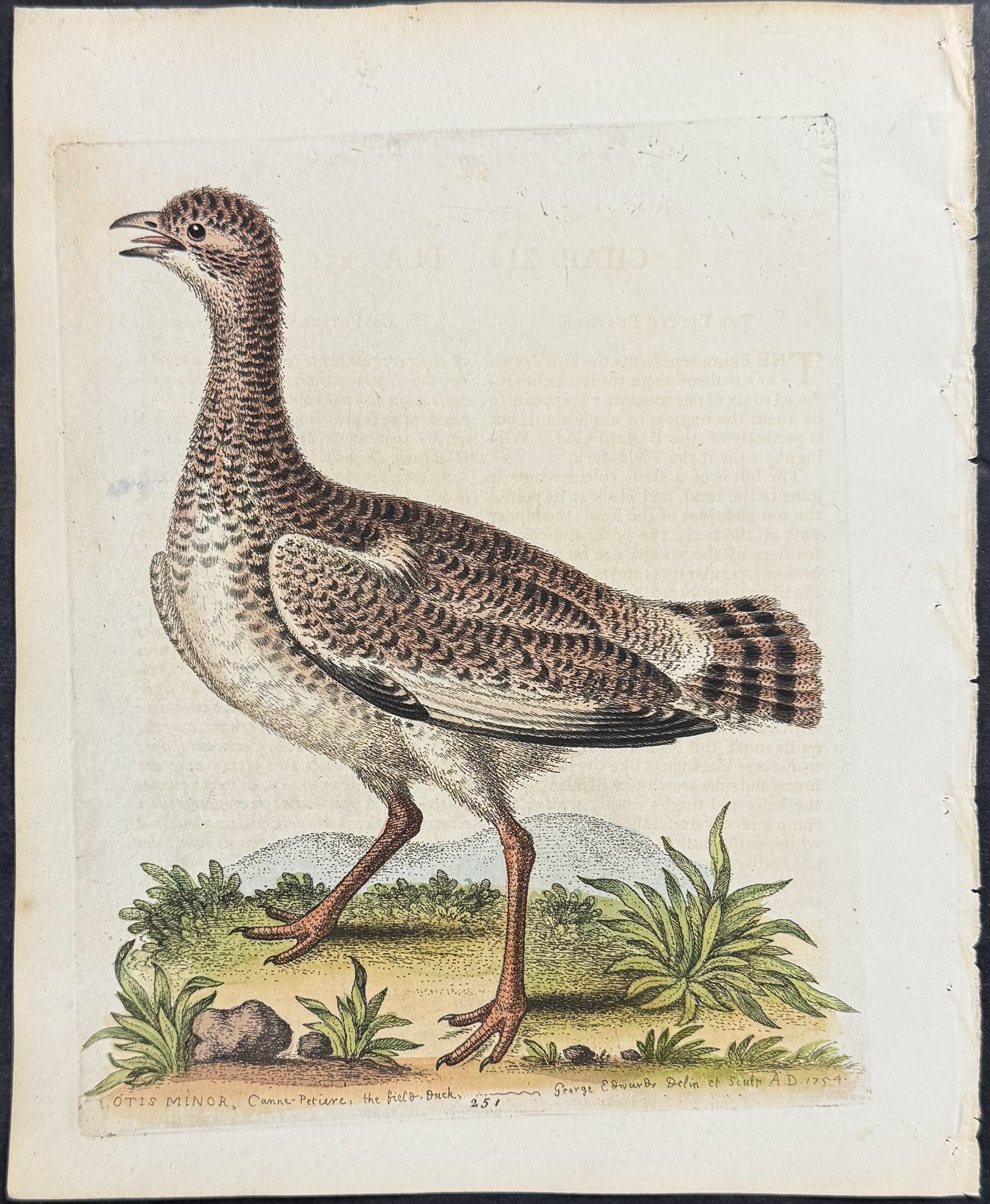 Little Bustard