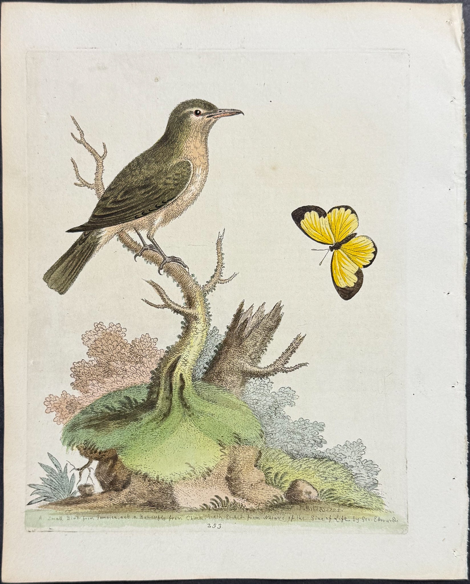 Olive-coloured Flycatcher & Yellow Butterfly