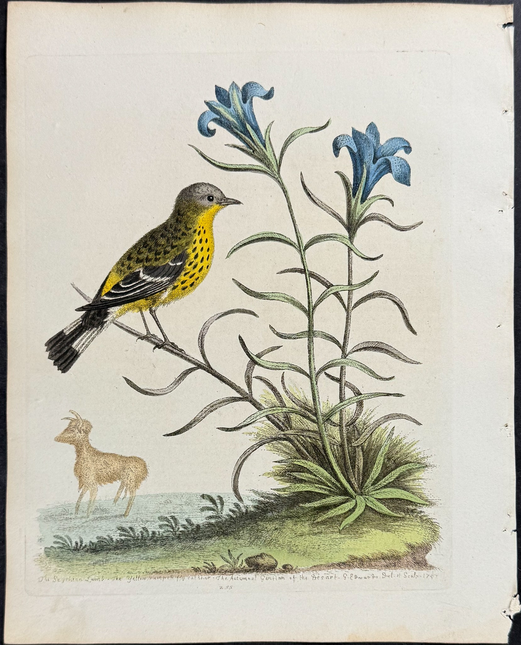 Yellow-rumped Flycatcher & Gentian of the Desert