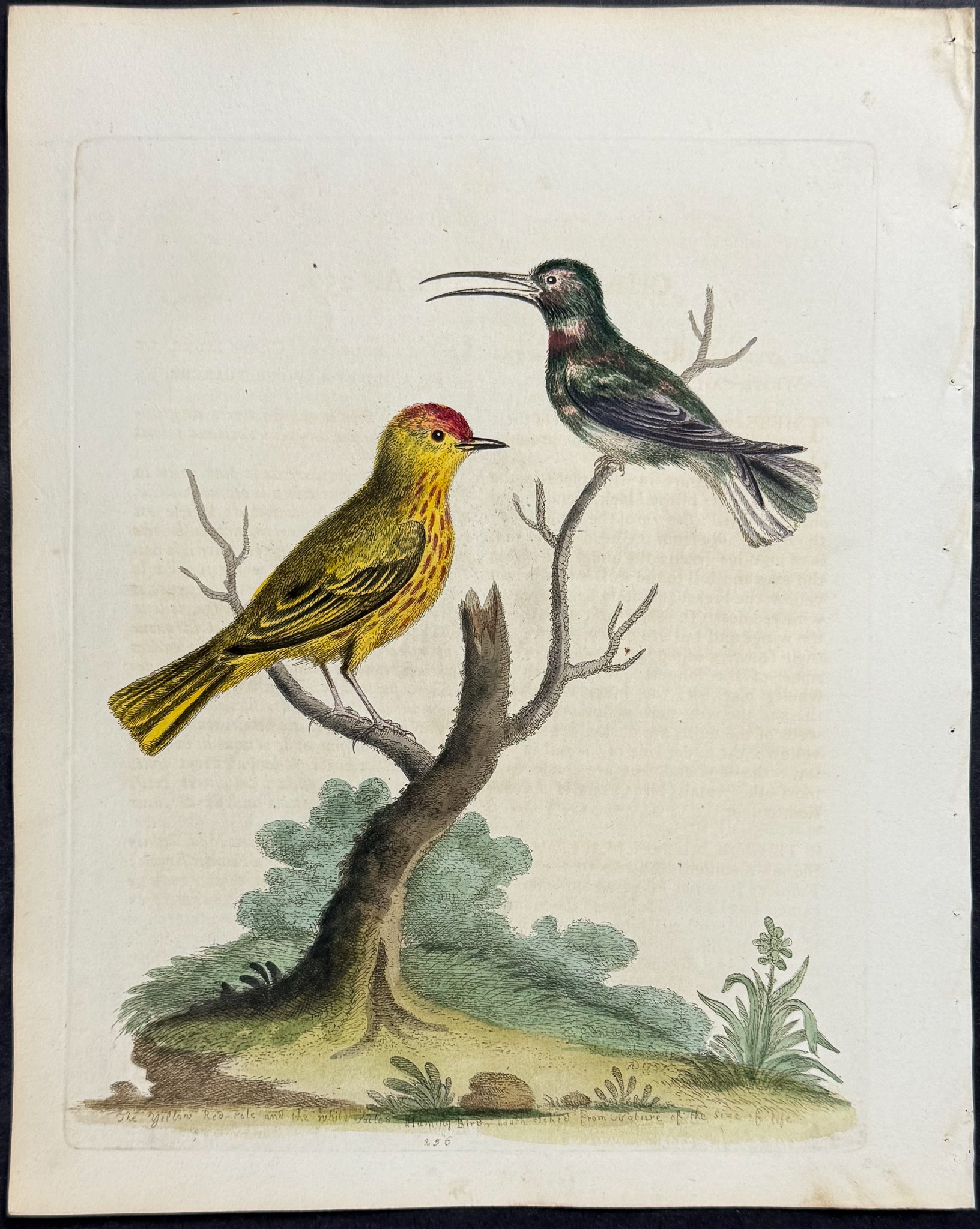 Yellow Red-poll (pole) & White-tailed Hummingbird