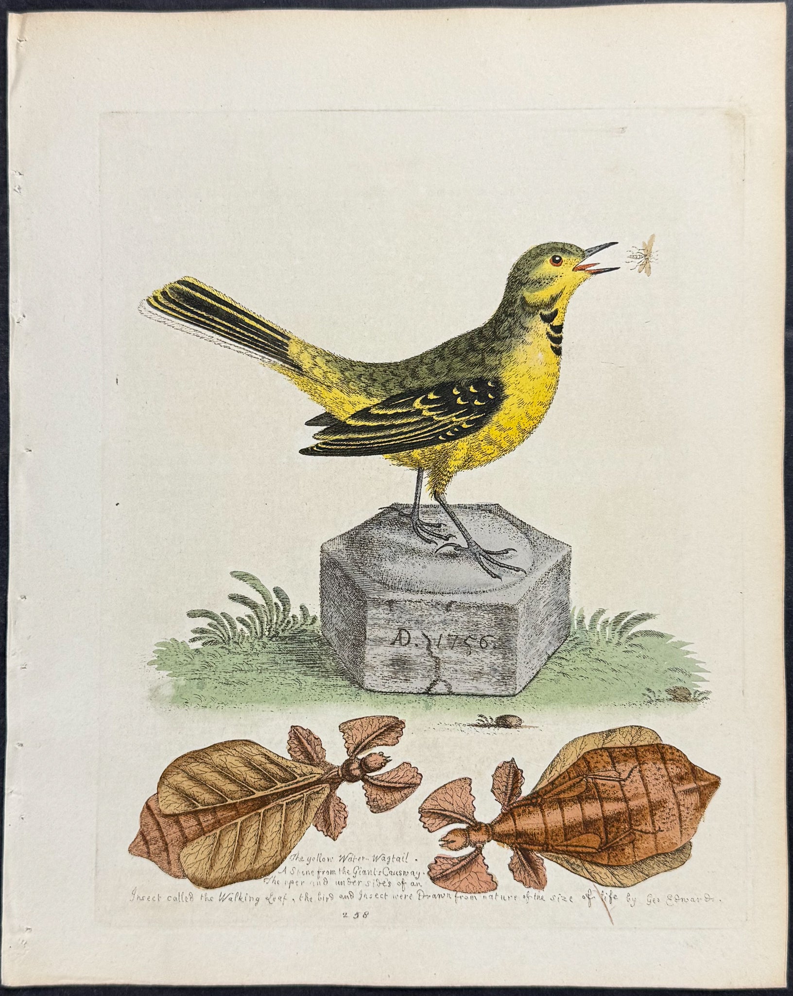 Yellow Water-Wagtail & Walking Leaf Insect