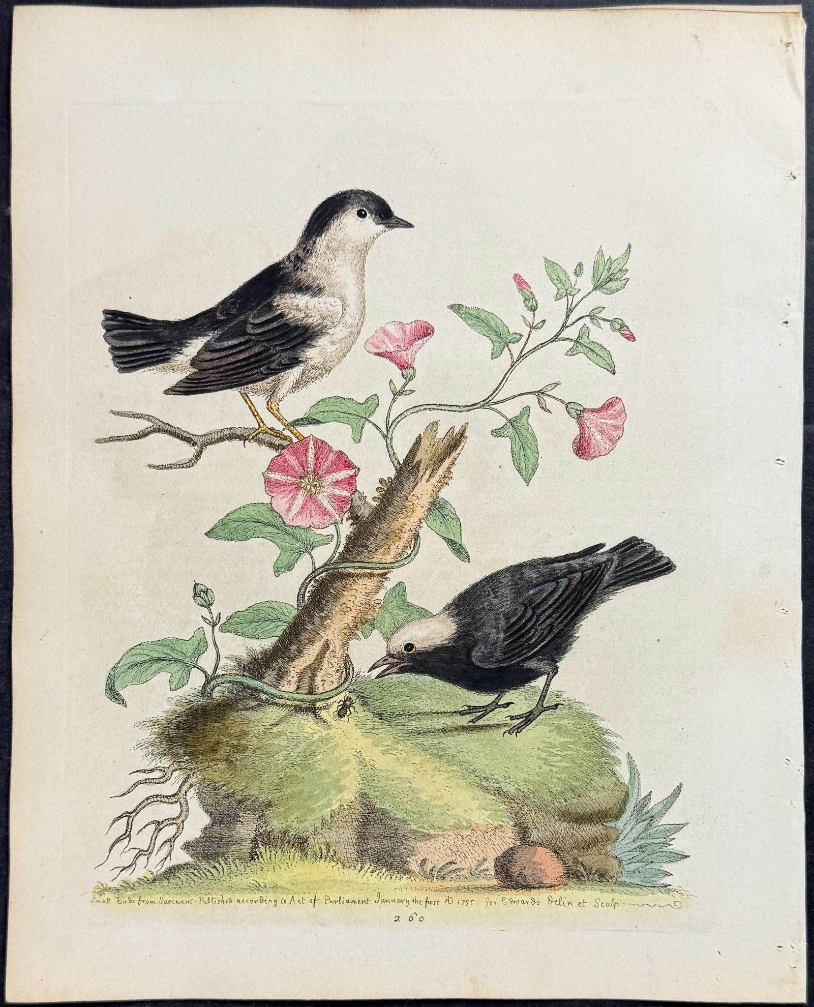 Black-capped & White-capped Manakin