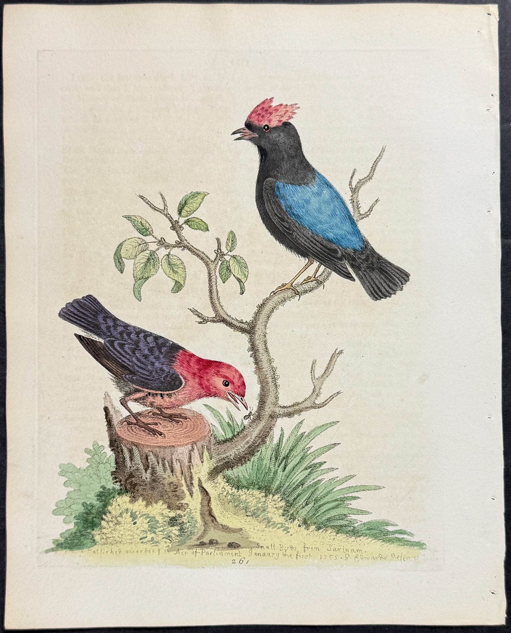 Blue-backed Manakin & Red and Black Manakin